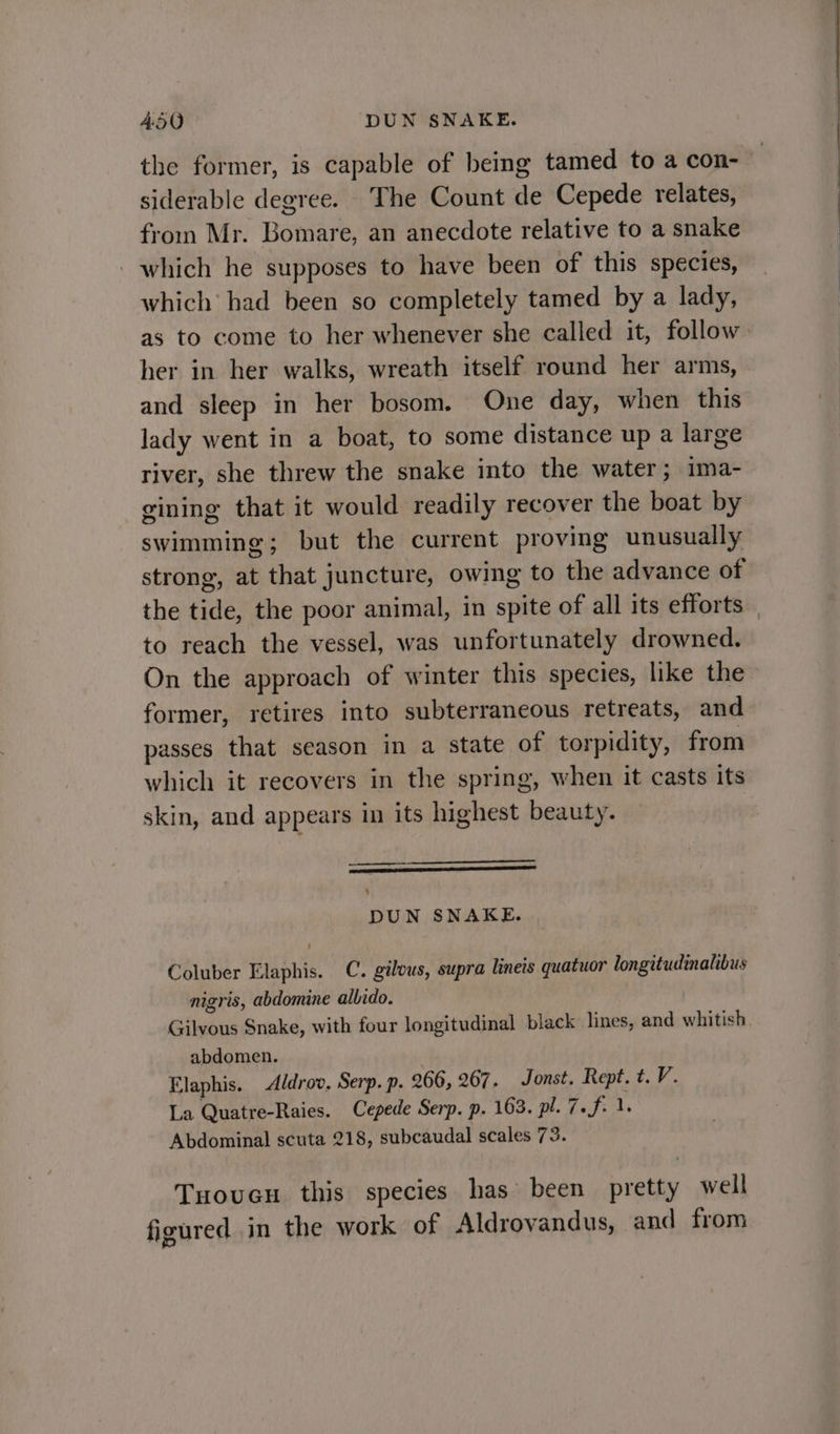 ASQ DUN SNAKE. the former, is capable of being tamed to a con- siderable degree. The Count de Cepede relates, from Mr. Bomare, an anecdote relative to a snake - which he supposes to have been of this species, which had been so completely tamed by a lady, her in her walks, wreath itself round her arms, and sleep in her bosom. One day, when this lady went in a boat, to some distance up a large river, she threw the snake into the water; ima- gining that it would readily recover the boat by swimming; but the current proving unusually strong, at that juncture, owing to the advance of the tide, the poor animal, in spite of all its efforts to reach the vessel, was unfortunately drowned. On the approach of winter this species, like the former, retires into subterraneous retreats, and passes that season in a state of torpidity, from which it recovers in the spring, when it casts its skin, and appears in its highest beauty. Hearn eee eee anes s] DUN SNAKE. Coluber Elaphis. C. gilous, supra linets quatuor longitudinalibus nigris, abdomine allido. Gilvous Snake, with four longitudinal black lines, and whitish abdomen. | Elaphis. Aldrov. Serp. p. 266, 267. Jonst. Rept. t. V. La Quatre-Raies. Cepede Serp. p. 163. pl. 7. Foals Abdominal scuta 218, subcaudal scales 73. Tuoucn this species has been pretty well figured in the work of Aldrovandus, and from