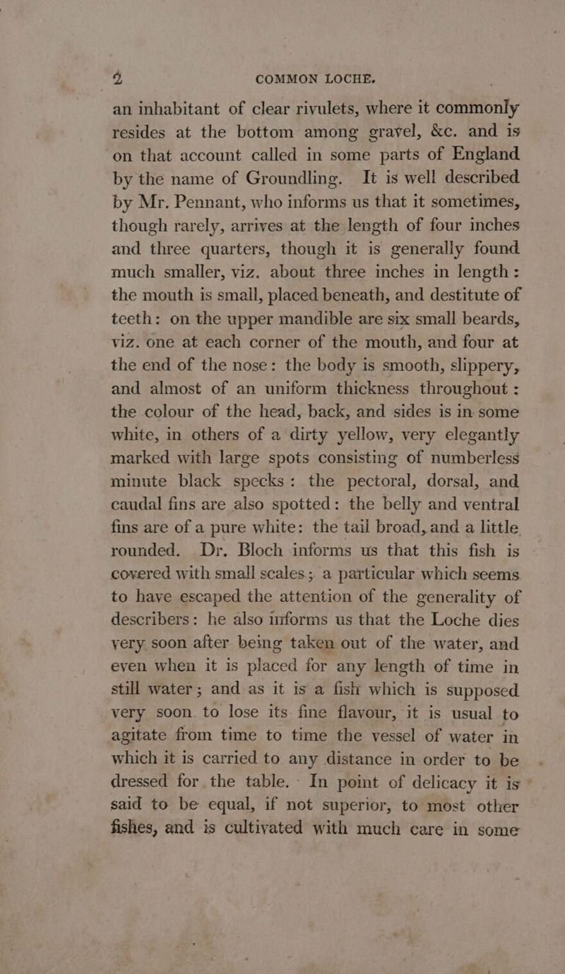 an inhabitant of clear rivulets, where it commonly resides at the bottom among gravel, &amp;c. and is on that account called in some parts of England by the name of Groundling. It is well described by Mr. Pennant, who informs us that it sometimes, though rarely, arrives at the length of four inches and three quarters, though it is generally found much smaller, viz. about three inches in length: the mouth is small, placed beneath, and destitute of teeth: on the upper mandible are six small beards, viz. one at each corner of the mouth, and four at the end of the nose: the body is smooth, slippery, and almost of an uniform thickness throughout : the colour of the head, back, and sides is in some white, in others of a dirty yellow, very elegantly marked with large spots consisting of numberless minute black specks: the pectoral, dorsal, and caudal fins are also spotted: the belly and ventral fins are of a pure white: the tail broad, and a little rounded. Dr. Bloch informs us that this fish is covered with small scales; a particular which seems to have escaped the attention of the generality of describers: he also informs us that the Loche dies yery, soon after being taken out of the water, and even when it is placed for any length of time in still water ; and as it is a fish which is supposed very soon. to lose its fine flavour, it is usual to agitate from time to time the vessel of water in which it is carried to any distance in order to be dressed for the table. In point of delicacy it is said to be equal, if not superior, to most other fishes, and is cultivated with much care in some