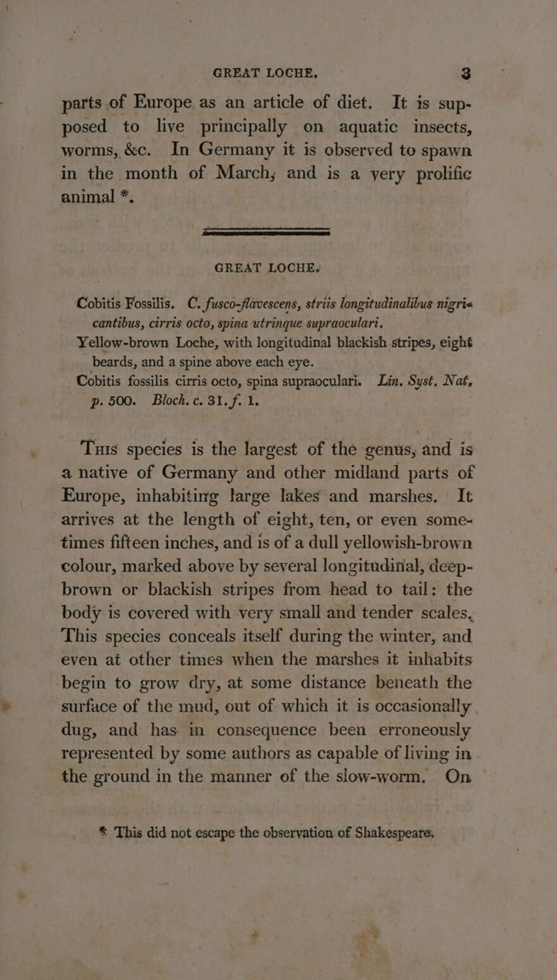 parts of Europe as an article of diet. It is sup- posed to live principally on aquatic insects, worms, &amp;c. In Germany it is observed to spawn in the month of March; and is a yery prolific animal *. GREAT LOCHE, Cobitis Fossilis. C. fusco-flavescens, striis longitudinalibus nigri« cantibus, cirris octo, spina utrinque supraoculart, Yellow-brown Loche, with longitudinal blackish stripes, eight beards, and a spine above each eye. Cobitis fossilis cirris octo, spina supraoculari. Lin. Syst, Nat, p. 500. Bloch.c. 31. f. 1. Tus species is the largest of the genus, and is a native of Germany and other midland parts of Europe, inhabiting large lakes and marshes. It arrives at the length of eight, ten, or even some-~ times fifteen inches, and is of a dull yellowish-brown colour, marked above by several longitudinal, deep- brown or blackish stripes from head to tail: the body is covered with very small and tender scales, This species conceals itself during the winter, and even at other times when the marshes it inhabits begin to grow dry, at some distance beneath the surface of the mud, out of which it is occasionally dug, and has im consequence been erroneously represented by some authors as capable of living in the ground in the manner of the slow-worm. On * This did not escape the observation of Shakespeare;