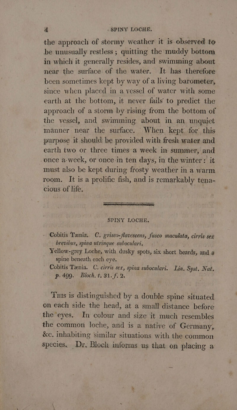 the approach of stormy weather it is observed to be unusually restless ; quitting the muddy bottom in which it generally resides, and swimming about - near the surface of the water. It has therefore been sometimes kept by way of a living barometer, since when placed in a vessel of water with some earth at the bottom, it never fails’ to predict the approach of a storm by rising from the bottom of the vessel, and swimming about in an unquiet manner near the surface. When kept. for this purpose it should be provided with fresh water and earth two or three times a week in summer, and -once a-week, or once in ten days, in the winter: it must also be kept during frosty weather in a warm room. It is a prolific fish, and is tty Stoo tena- cious of life. a SPINY LOCHE. Cobitis Tenia. C. griseo-flavescens, fusco maculata, cirris sex brevibus, spina utringue suboculari. Yellow-grey Loche, with dusky spots, six short beards, and a spine beneath each eye. Cobitis Tenia. C. cirris sex, spina suboculari. Lin. Syst. Nat. p 499. Bloch. t. 31. f. 2. Tus is distinguished by a double spine situated on each side the head, at a small distance before the ‘eyes. In colour and size it much resembles the common leche, and is a native of Germany, &amp;c. inhabiting similar situations with the common species. Dr. Bloch informs us that on placing a
