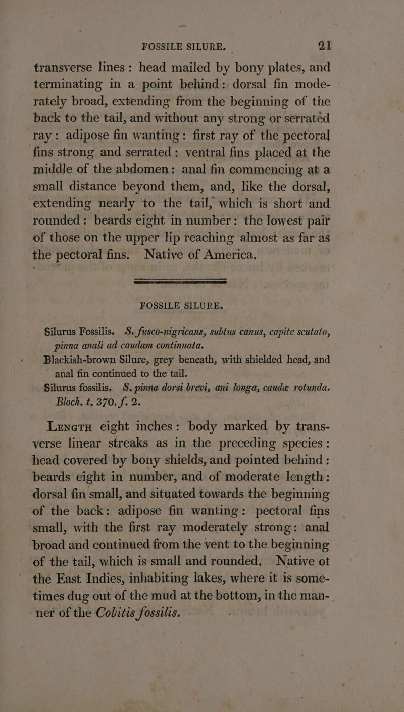 transverse lines: head mailed by bony plates, and terminating in a point behind: dorsal fin mode- rately broad, extending from the beginning of the back to the tail, and without any strong or serratéd ray: adipose fin wanting: first ray of the pectoral fins strong and serrated : ventral fins placed at the middle of the abdomen: anal fin commencing at a small distance beyond them, and, like the dorsal, extending nearly to the tail, which is short and rounded: beards eight in number: the lowest pair of those on the upper lip reaching almost as far as the pectoral fins. Native of America. FOSSILE SILURE. Silurus Fossilis. S. fusco-nigricans, sublus canus, capite scutato, pinna anali ad caudam continuata. - Blackish-brown Silure, grey beneath, with shielded head, and anal fin continued to the tail. Silurus fossilis. S. pinna dorsi brevi, ani longa, caude rotunda. Bloch. t. 370. f. 2. LenetH eight inches: body marked by trans- verse linear streaks as in the preceding species : head covered by bony shields, and pointed behind : beards eight in number, and of moderate length: dorsal fin small, and situated towards the beginning of the back: adipose fin wanting: pectoral fins ‘small, with the first ray moderately strong: anal broad and continued from the vent to the beginning of the tail, which is small and rounded, Native ot the East Indies, inhabiting lakes, where it is some- times dug out of the mud at the bottom, i in the man- ner of the Colitis fossilis.