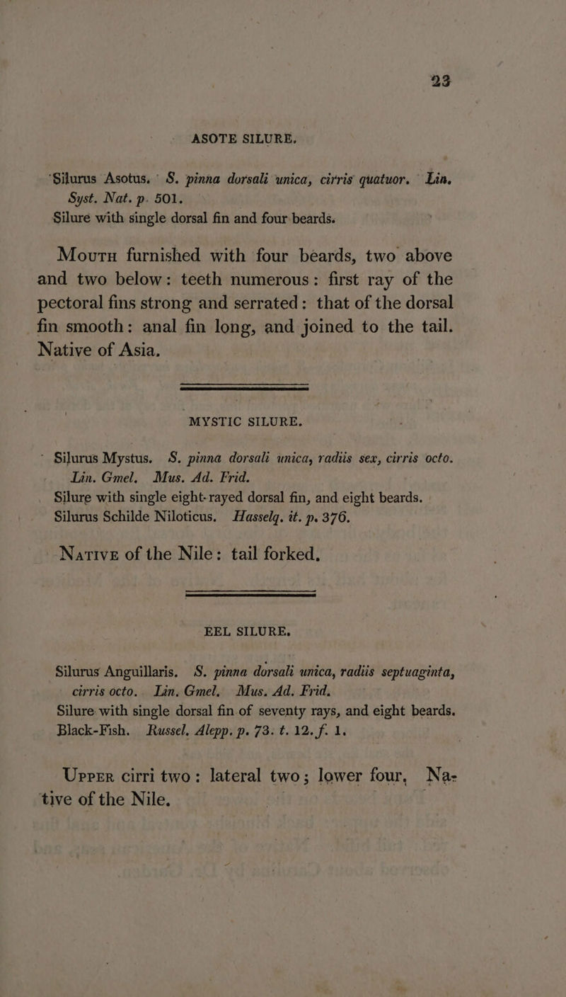 ASOTE SILURE. ‘Silurus Asotus. ' S. pinna dorsali unica, cirris quatuor. Lin, Syst. Nat. p. 501. Silure with single dorsal fin and four beards. Movru furnished with four beards, two above and two below: teeth numerous: first ray of the pectoral fins strong and serrated: that of the dorsal fin smooth: anal fin long, and joined to the tail. Native of Asia. MYSTIC SILURE, ’ Silurus Mystus. S. pinna dorsali unica, radiis sex, cirris octo. Lin. Gmel. Mus. Ad. Frid. Silure with single eight-rayed dorsal fin, and eight beards. Silurus Schilde Niloticus. Hasselg. it. p. 376. Native of the Nile: tail forked, EEL SILURE, Silurus Anguillaris. S. pinna dorsali unica, radiis septuaginta, - cirris octo.. Lin. Gmel, Mus. Ad. Frid. Silure with single dorsal fin.of seventy rays, and eight beards. Black-Fish. Russel. Alepp, p. 73. t. 12. f. 1. Upper cirri two: lateral two; lower four, Na: tive of the Nile. | .
