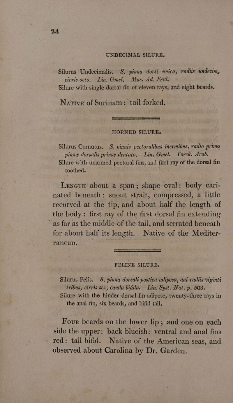 UNDECIMAL SILURE,. Silurus Undecimalis: S. pinna dorsi unica, radiis undecim, cirris octo, Lin, Gmel. Mus. Ad. Frid. Silure with single dorsal fin of eleven rays, and eight beards. Native of Surinam: tail forked. HORNED SILURE. Silurus Cornutus. S. pinnis pectoralibus inermibus, radio primo pinne dorsalis prime dentato. Lin. Gmel. Forsk. Arab. Silure with unarmed pectoral fins, and first ray of the dorsal fin toothed. | 3 : Lrnern about a span; shape oval: body cari- nated beneath: snout strait, compressed, a little recurved at the tip, and about half the length of the body: first ray of the first dorsal fin extending ~ as far as the middle of the tail, and serrated beneath for about half its length. Native of the Mediter- ranean. Side FELINE SILURE. Silurus Felis. . pinna dorsali postica witie, ani radiis viginti tribus, cirris sex, cauda bifida. Lin. Syst. Nat. p. 503. Silure with the hinder dorsal fin adipose, twenty-three rays in the anal fin, six beards, and bifid tail. Four beards on the lower lip; and one on each side the upper: back blueish: ventral and anal fins red: tail bifid. Native of the American seas, and observed about Carolina by Dr. Garden.