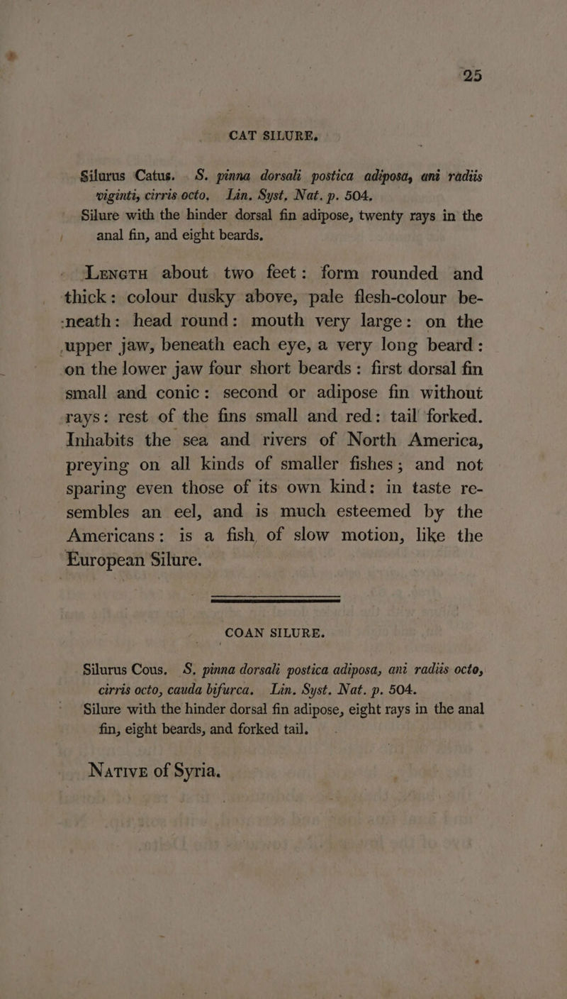 ‘25 CAT SILURE, Silurus Catus. .S. pinna dorsali postica adiposa, ani radiis viginti, cirris octo, Lan. Syst, Nat. p. 504. Silure with the hinder dorsal fin adipose, twenty rays in the anal fin, and eight beards, Lenetu about two feet: form rounded and thick: colour dusky above, pale flesh-colour be- ‘neath: head round: mouth very large: on the upper jaw, beneath each eye, a very long beard: on the lower jaw four short beards : first dorsal fin small and conic: second or adipose fin without rays: rest of the fins small and red: tail forked. Inhabits the sea and rivers of North America, preying on all kinds of smaller fishes; and not sparing even those of its own kind: in taste re- sembles an eel, and is much esteemed by the Americans: is a fish of slow motion, like the European Silure. COAN SILURE. Silurus Cous, S. pinna dorsali postica adiposa, ani radiis octe, cirris octo, cauda bifurca. Lin. Syst. Nat. p. 504. Silure with the hinder dorsal fin adipose, eight rays in the anal fin, eight beards, and forked tail. Native of Syria.