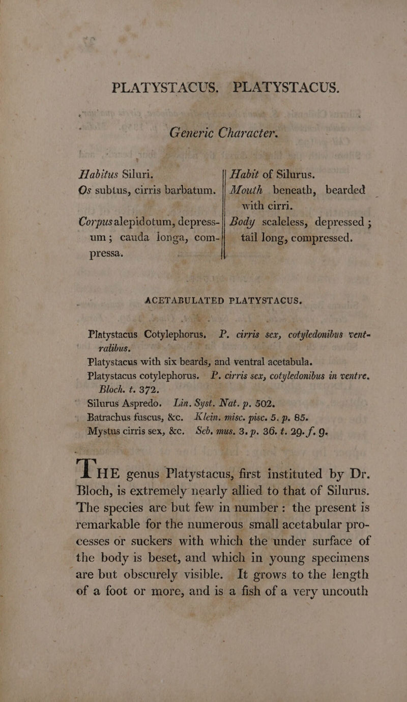 PLATYSTACUS, PLATYSTACUS. Generic Character. Habitus Siluri, — Habit of Silurus. Os subtus, cirris batbatum. Mouth beneath, bearded with cirri. Corpus cleptiecaed ‘ia ess- || Body scaleless, depressed ; um; cauda longa, com-} tail long, compressed. pressa. ACPI ABULATED PLATYSTACUS, Platystacus Cotylephoms, P. cirris sex, cotyledonibus vent- ralibus. thhae.. Platystacus with six beards, and ventral acetabula. Platystacus cotylephorus. LP. cirris sex, cotyledonibus in ventre. Bloch. t. 372. Silurus Aspredo. Lin. Syst. Nat. p. 502. _ Batrachus fuscus, &amp;c. Klein. misc. pisc. 5. p. 85. Mystus cirris sex, &amp;c. Seb, mus. 3. p. 36, t. 29. f. 9. Puy genus Platystacus, first instituted by Dr. Bloch, is extremely nearly allied to that of Silurus. The species are but few in number: the present is remarkable for the numerous small acetabular pro- cesses or suckers with which the under surface of the body is beset, and which in young specimens are but obscurely visible. It grows to the length of a foot or more, and is a fish of a very uncouth