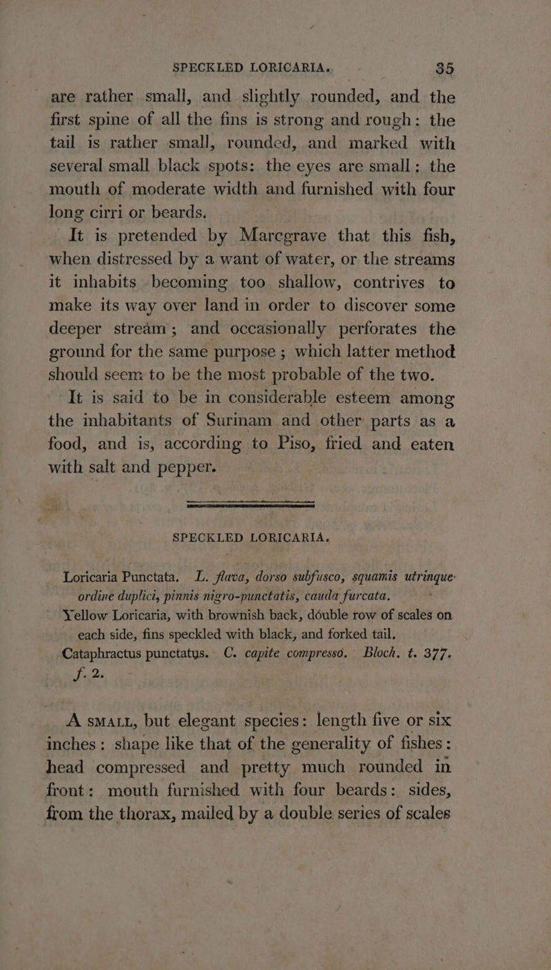 are rather small, and slightly rounded, and the first spine of all the fins is strong and rough: the tail is rather small, rounded, and marked with several small black spots: the eyes are small; the mouth of moderate width and furnished with four long cirri or beards. It is pretended by Marcgrave that this fish, when distressed by a want of water, or the streams it inhabits becoming too shallow, contrives to make its way over land in order to discover some deeper stream; and occasionally perforates the ground for the same purpose ; which latter method should seem to be the most probable of the two. It is said to be in considerable esteem among the mhabitants of Surinam and other parts as a food, and is, according to Piso, fried and eaten with salt and pepper. SPECKLED LORICARIA. Loricaria Punctata. LL. flava, dorso subfusco, squamis utrinque: ordine duplict, pinnis nigro-punctatis, cauda furcata. Yellow Loricaria, with brownish back, déuble row of scales on. each side, fins speckled with black, and forked tail. Cataphractus punctatys. C. capite compresso. Bloch. t. 377. ail A sMALL, but elegant species: length five or six inches: shape like that of the generality of fishes : head compressed and pretty much rounded in front: mouth furnished with four beards: sides, from the thorax, mailed by a double series of scales