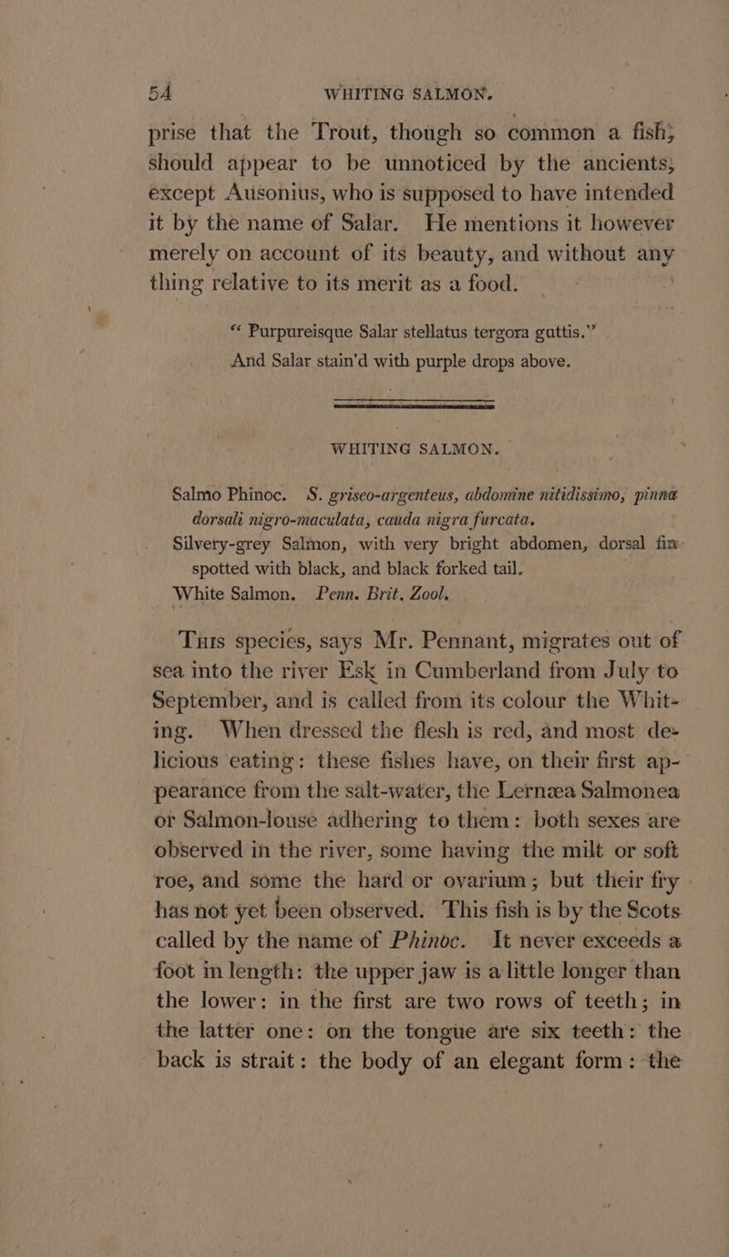 Fe - 5A WHITING SALMON. prise that the Trout, though so common a fish; should appear to be unnoticed by the ancients, except Ausonius, who is supposed to have intended it by the name of Salar. He mentions it however merely on account of its beauty, and without any thing relative to its merit as a food. “* Purpureisque Salar stellatus tergora gattis.’” And Salar stain’d with purple drops above. WHITING SALMON. | Salmo Phinoc. S. griseo-argenteus, abdomine nitidissimo, ee dorsali nigro-maculata, cauda nigra furcata. Silvery-grey Salmon, with very bright abdomen, dorsal fin spotted with black, and black forked tail. White Salmon. Penn. Brit. Zool. Tuts species, says Mr. Pennant, migrates out of sea into the river Esk in Cumberland from July to September, and is called from its colour the Whit- ing. When dressed the flesh is red, and most de- licious eating: these fishes have, on their first ap- pearance from the salt-water, the Lernza Salmonea or Salmon-louse adhering to them: both sexes are observed in the river, some having the milt or soft roe, and some the hard or ovarium; but their fry has not yet been observed. This fish is by the Scots called by the name of Phinoc. It never exceeds a foot m length: the upper jaw is a little longer than the lower: in the first are two rows of teeth; in the latter one: on the tongue are six teeth: the back is strait: the body of an elegant form: the
