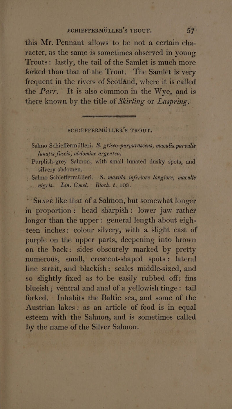 SCHIEFFERMULLER’S TROUT. 54: this Mr. Pennant allows to be not a certain cha- racter, as the same is sometimes observed in young Trouts: lastly, the tail of the Samlet is much more forked than that of the Trout. The Samlet is very frequent in the rivers of Scotland, where it is called the Parr. It is also common in the Wye, and is there known by the ae of nrg or Laspring. SCHIEFFERMULLER’S TROUT. Salmo Schieffermiilleri. s. griseo-purpurascens, maculis. parulis lunatis fuscis, abdomine argenteo. ‘ Purplish-grey Salmon, with small lunated dusky spots, and silvery abdomen. - Salmo Schieffermiilleri. S$. maxilla inferiore longiore, maculis nigris. Lin. Gmel. Bloch. t. 103. ~ Sars like that of a Salmon, but somewhat longer im proportion: head sharpish: lower jaw rather longer than the upper: general length about eigh- -teen inches: colour silvery, with a slight cast of purple on the upper parts, deepening into brown on the back: sides obscurely marked by pretty numerous, small, crescent-shaped spots: lateral line strait, and blackish: scales middle-sized, and so slightly fixed as to be easily rubbed off: fins blueish ; ventral and anal of a yellowish tinge: tail forked. Inhabits the Baltic sea, and some of the Austrian lakes: as an article of food is in equal esteem with the Salmon, and is sometimes called by the name of the Silver Salmon.