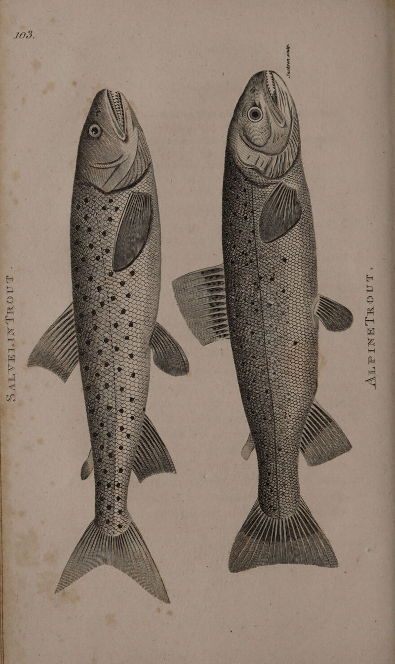 JOD: Jackson sculp. &lt; Gli! 4, PSHE ES ce Sets LZ Sage. ee %y iy ,.&lt;* H) i ALPINETROUT . pe NY