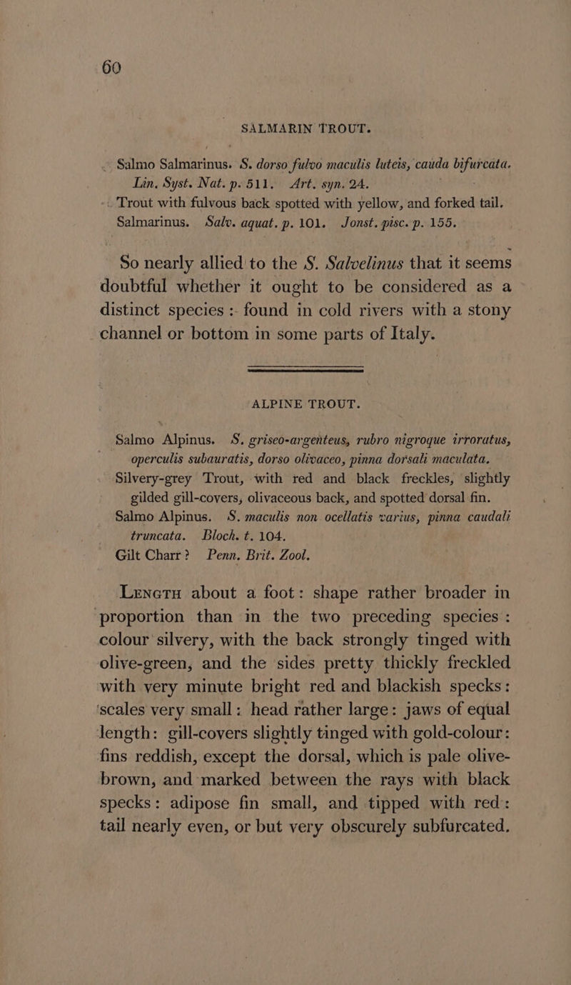 SALMARIN TROUT. . Salmo Salmari inus. S. dorso fulvo maculis luteis, cauda bi dag Lin, Syst. Nat. p. 511. Art. syn, 24. _ Trout with fulvous back spotted with yellow, and forked tail. Salmarinus. Salo. aquat.p. 101. Jonst. pisc. p. 155. So nearly allied'to the S. Salvelinus that it seems doubtful whether it ought to be considered as a distinct species :- found in cold rivers with a stony channel or bottom in some parts of Italy. ALPINE TROUT. Salmo Alpinus. S. griseo-argenteus, rubro nigroque irroratus, operculis subauratis, dorso olivaceo, pinna dorsali maculata. Silvery-grey Trout, with red and black freckles, slightly gilded gill-covers, olivaceous back, and spotted dorsal fin. Salmo Alpinus. S. maculis non ocellatis varius, pinna caudali truncata. loch. t. 104. Gilt Charr? Penn. Brit. Zool. Lrnetu about a foot: shape rather broader in ‘proportion than in the two preceding species : colour silvery, with the back strongly tinged with olive-green, and the sides pretty thickly freckled with very minute bright red and blackish specks: ‘scales very small: head rather large: jaws of equal length: gill-covers slightly tinged with gold-colour: fins reddish, except the dorsal, which is pale olive- brown, and marked between the rays with black specks: adipose fin small, and tipped with red: tail nearly even, or but very obscurely subfurcated.