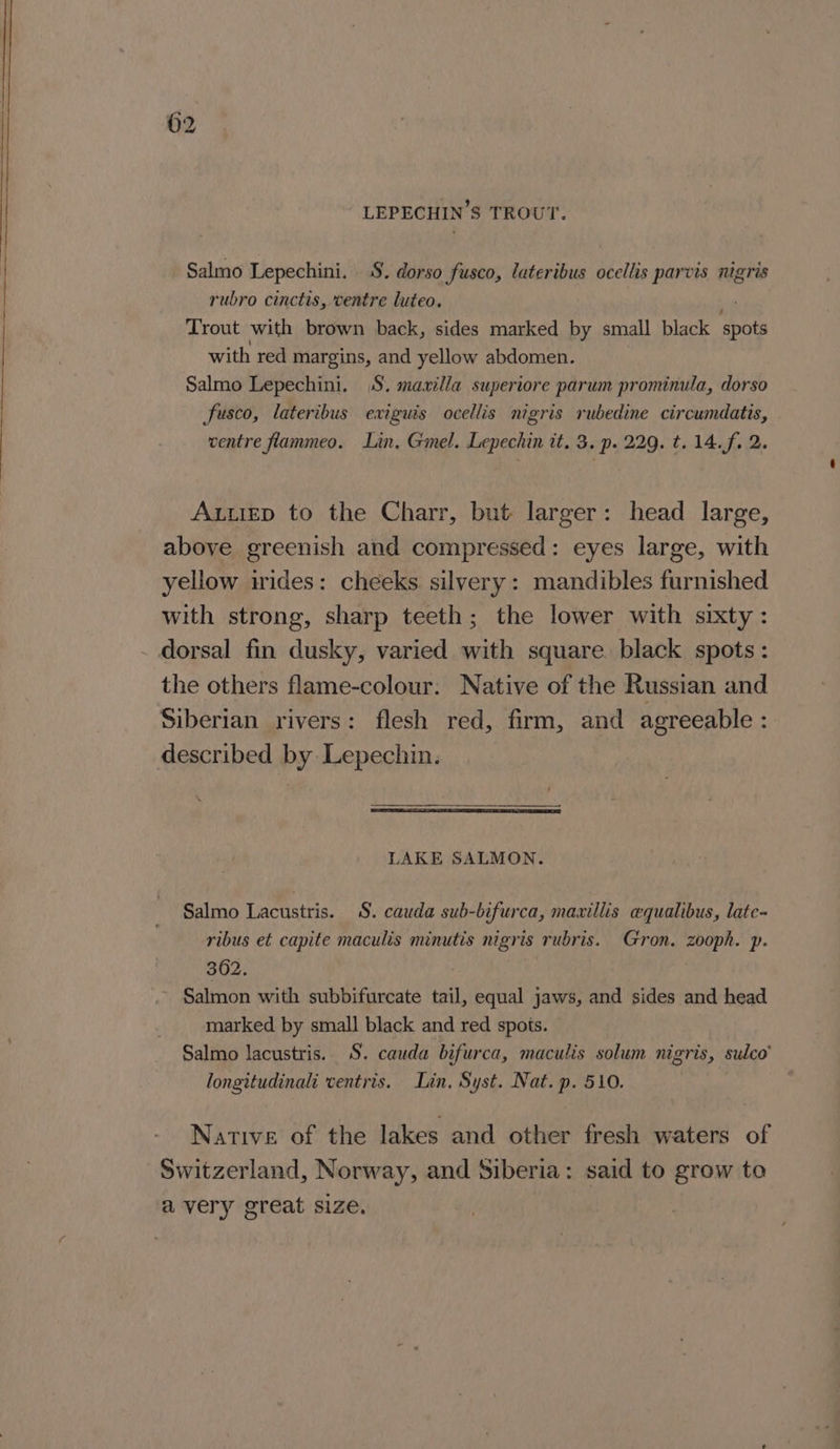 LEPECHIN’S TROUT. Salmo Lepechini. S. dorso fusco, lateribus ocellis parvis nigris rubro cinctis, centre luteo. Trout with brown back, sides marked by small black Bes with red margins, and yellow abdomen. Salmo Lepechini. S. maxilla superiore parum prominula, dorso fusco, lateribus exiguis ocellis nigris rubedine circumdatis, ventre flammeo. Lin. Gmel. Lepechin it, 3. p. 229. t. 14.f. 2. Auup to the Charr, but larger: head large, above greenish and compressed: eyes large, with yellow irides: cheeks silvery: mandibles furnished with strong, sharp teeth; the lower with sixty: dorsal fin dusky, varied with square. black spots: the others flame-colour. Native of the Russian and Siberian rivers: flesh red, firm, and agreeable : described by Lepechin. LAKE SALMON. Salmo Lacustris. S. cauda sub-bifurca, maxillis equalibus, late- ribus et capite maculis minutis nigris rubris. Gron. zooph. p. 362. , Salmon with subbifurcate tail, equal jaws, and sides and head marked by small black and red spots. Salmo lacustris. S. cauda bifurca, maculis solum nigris, sulco’ longitudinali ventris. Lin, Syst. Nat. p. 510. Native of the lakes and other fresh waters of Switzerland, Norway, and Siberia: said to grow to avery great size.