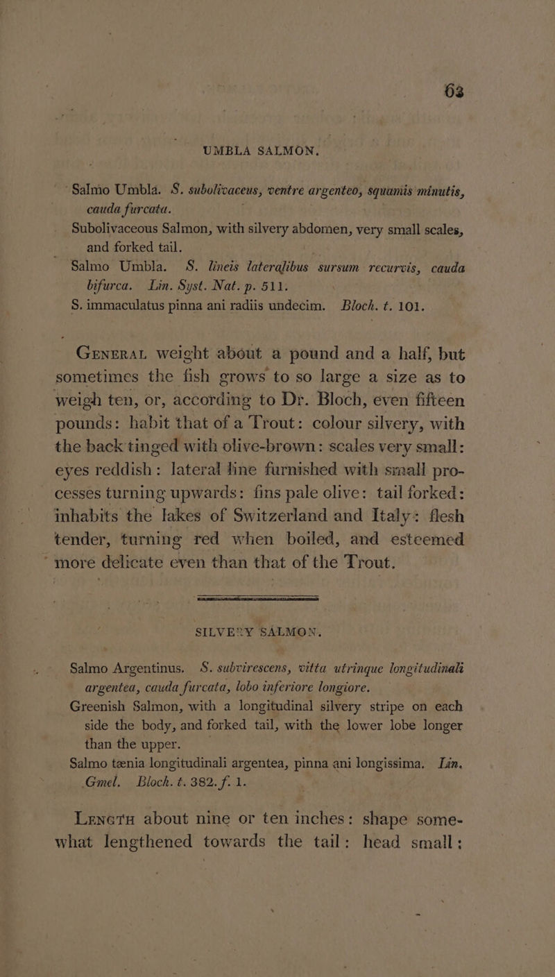UMBLA SALMON. ‘Salmo Umbla. 8. subolicaceus, ventre argenteo, squamis minutis, cauda furcata. Subolivaceous Salmon, with silvery abdomen, very small scales, and forked tail. Salmo Umbla. S. linets laterqlibus sursum recurwis, cauda bifurca. Lin. Syst. Nat. p. 511. S. immaculatus pinna ani radiis undecim. Bloch. t. 101. GENERAL weight about a pound and a half, but sometimes the fish grows to so large a size as to weigh ten, or, according to Dr. Bloch, even fifteen pounds: habit that of a Trout: colour silvery, with the back tinged with olive-brown: scales very small: eyes reddish: lateral line furnished with small pro- cesses turning upwards: fins pale olive: tail forked: inhabits the lakes of Switzerland and Italy: flesh tender, turning red when boiled, and esteemed * more delicate even than that of the Trout. SILVERY SALMON. Salmo Argentinus. 8S. subvirescens, vitta utrinque longitudinal argentea, cauda furcata, lobo inferiore longiore. Greenish Salmon, with a longitudinal silvery stripe on each side the body, and forked tail, with RS lower lobe longer than the upper. Salmo teenia longitudinali argentea, pinna ani riiaaaet Tin. .Gmel. Bloch. t. 382. f. 1. Lenatu about nine or ten inches: shape some- what lengthened towards the tail: head small: