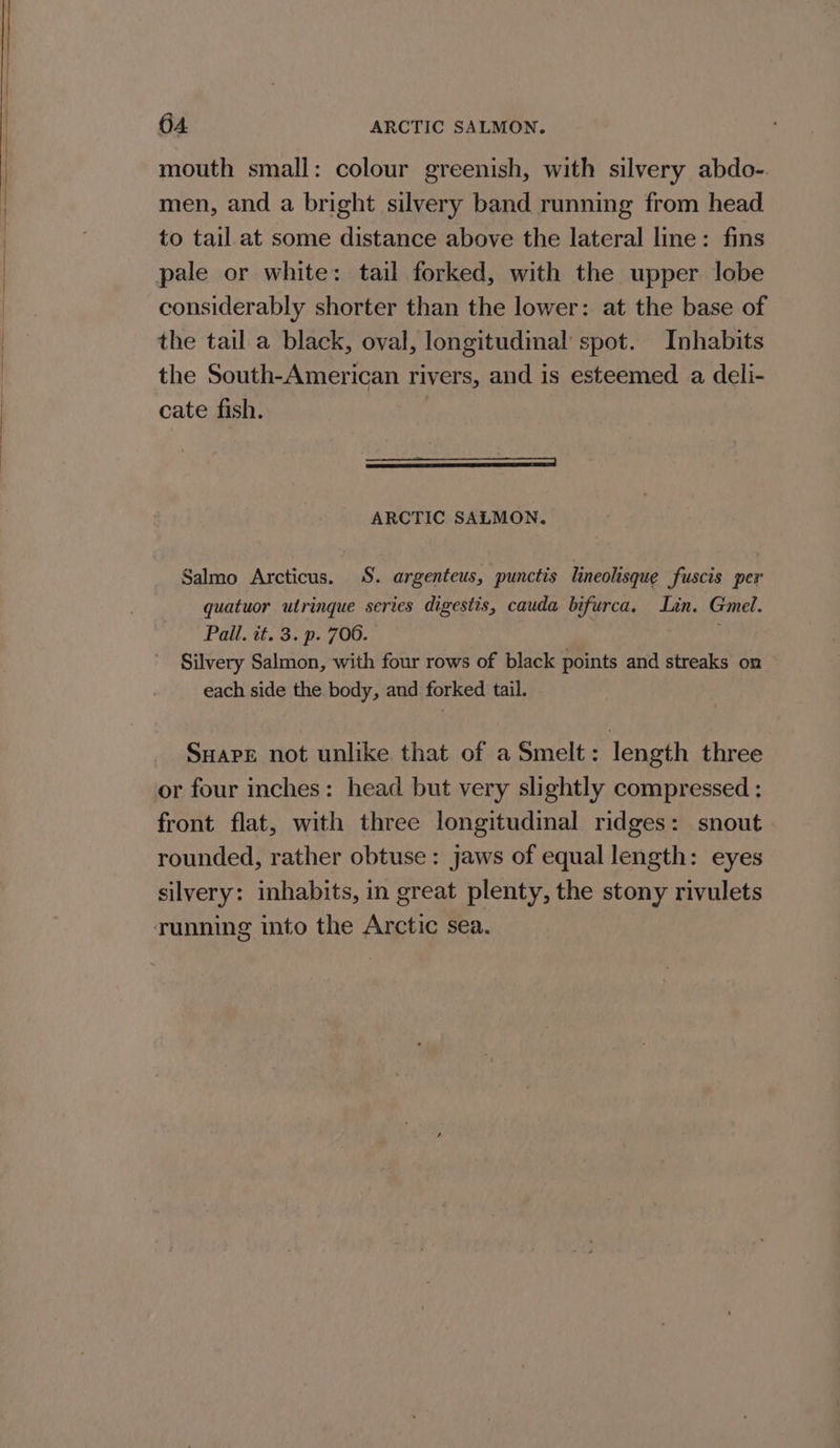 mouth small: colour greenish, with silvery abdo- men, and a bright silvery band running from head to tail at some distance above the lateral line: fins pale or white: tail forked, with the upper lobe considerably shorter than the lower: at the base of the tail a black, oval, longitudinal spot. Inhabits the South-American rivers, and is esteemed a deli- cate fish. ——————— ARCTIC SALMON. Salmo Arcticus. S. argenteus, punctis lineolisque fuscis per quatuor utrinque series digestis, cauda bifurca. Lin. Gmel. Pail. it. 3. p. 706. ; Silvery Salmon, with four rows of black points and streaks on each side the body, and forked tail. Suape not unlike that of a Smelt: length three or four inches: head but very slightly compressed : front flat, with three longitudinal ridges: snout rounded, rather obtuse: jaws of equal length: eyes silvery: inhabits, in great plenty, the stony rivulets running into the Arctic sea.