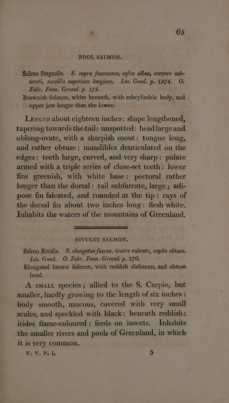 POOL SALMON. Salmo Stagnalis. S. supra fuscescens, infra albus, corpore sub- tereti, maxilla superiore longiore. Lin. Gmel. p. 1374. O. fabr. Faun. Groenl. p. 175. ! Brownish Salmon, white beneath, with subcylindric body, and , upper jaw longer than the lower. Lenersu about eighteen inches: shape lengthened, tapering towards the tail: unspotted: headlargeand oblong-ovate, with a sharpish snout: tongue long, and rather obtuse: mandibles denticulated on the edges: teeth large, curved, and very sharp: palate armed with a triple series of close-set teeth: lower fins greenish, with white base: pectoral rather longer than the dorsal: tail subfurcate, large ; adi- pose fin falcated, and rounded at the tip: rays of _ the dorsal fin about two inches-long: flesh white. : Inhabits the waters of the mountains of Greenland. RIVULET SALMON, Salmo Rivalis, S. elongatus fuscus, ventre rubente, capite obtuso. Lin. Gmel. O. Fabr. Faun. Groenl. p. 176. Elongated brown Salmon, with reddish abdomen, and obtuse head. A smatt species; allied to the S. Carpio, but smaller, hardly growing to the length of six inches : body smooth, mucous, covered with very small scales, and speckled with black: beneath reddish: irides flame-coloured: feeds on insects. Inhabits the smaller rivers and pools of Greenland, in which it is very common. Viv. Pe I 5