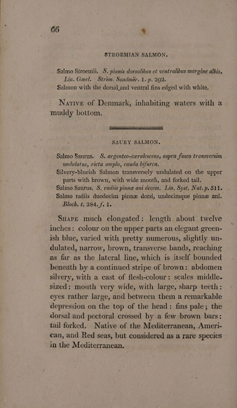 STROEMIAN SALMON. Salmo Stroemii. S. pinnis dorsalibus et ventralibus margine albis. Lin. Gmel. Strom. Sondmér. 1. p. 292. Salmon with the dorsal.and ventral fins edged with white, Native of Denmark, inhabiting waters with a muddy bottom, SAURY SALMON. Salmo Saurus. S. argenteo-cwrulescens, supra fusco transversim undulatus, rictu amplo, cauda bifurca. Silvery-blueish Salmon transversely undulated on the upper parts with brown, with wide mouth, and forked tail. Salmo Saurus. S. radiis pinnee ani decem. Lin, Syst. Nat. p.511. Salmo radiis duodecim pinnz dorsi, undecimque pinnz ani. Bloch, t. 384. f. 1. SHare much elongated: length about twelve inches: colour on the upper parts an elegant green- ish blue, varied with pretty numerous, slightly un- dulated, narrow, brown, transverse bands, reaching as far as the lateral line, which is itself bounded beneath by a continued stripe of brown: abdomen silvery, with a cast of flesh-colour: scales middle- sized: mouth very wide, with large, sharp teeth: eyes rather large, and between them a remarkable depression on the top of the head: fins pale; the dorsal and pectoral crossed by a few brown bars: tail forked. Native of the Mediterranean, Ameri- can, and Red seas, but considered as a rare species in the Mediterranean,