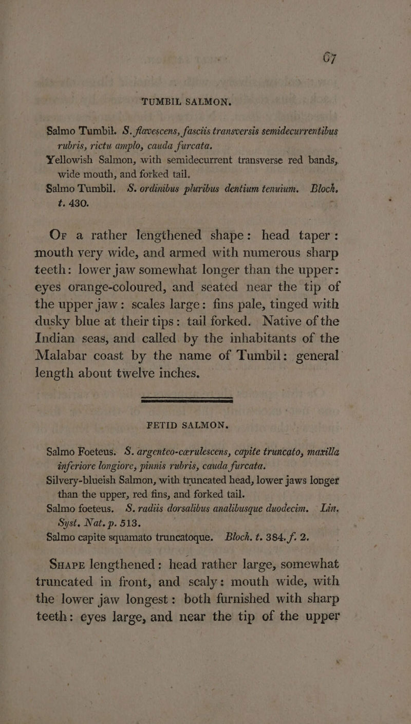 ‘TUMBIL SALMON, Salmo Tumbil. S. flavescens, fasciis transversis semidecurrentibus rubris, rictu amplo, cauda furcata. Yellowish Salmon, with semidecurrent transverse red bands,. wide mouth, and forked tail. Salmo Tumbil.. S. ordinibus pluribus dentium tenuium. Bloch, zt. 430. ‘ Or a rather lengthened shape: head taper: mouth very wide, and armed with numerous sharp teeth: lower jaw somewhat longer than the upper: eyes orange-coloured, and seated near the tip of the upper jaw: scales large: fins pale, tinged with dusky blue at their tips: tail forked. Native of the Indian seas, and called. by the inhabitants of the _ Malabar coast by the name of Tumbil: general’ length about twelve inches. ee FETID SALMON, Salmo Foeteus. S. argenteo-cerulescens, capite truncato, maxilla inferiore longiore, pinnis rubris, cauda furcata. Silvery-blueish Salmon, with truncated head, lower jaws longer than the upper, red fins, and forked tail. Salmo foeteus. S.radiis dorsalibus analibusque duodecim. — Lin. Syst. Nat. p. 513. Salmo capite squamato truncatoque. Bloch. t. 384, f. 2. Suave lengthened: head rather large, somewhat truncated in front, and scaly: mouth wide, with the lower jaw longest: both furnished with sharp teeth: eyes large, and near the tip of the upper