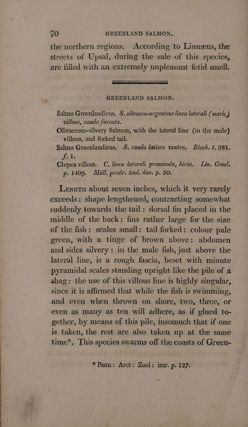 the northern regions. According to Linneeus, the streets of Upsal, durmg the sale of this species, are filled with an extremely unpleasant fetid smell. 4 GREENLAND SALMON. Salmo Groenlandicus. S. olivaceo-argenteus linea laterali (maris J villosa, cauda furcata. | Olivaceous-silvery Salmon, with the lateral line (in the male) villous, and forked tail. Salmo Groenlandicus. S. cauda latiore ventre. Bloch. t. 381. Sik Clupea villosa. C. linea laterali prominula, hirta. Lin. Gmel. p. 1409. Mill. prodr. zool. dan. p. 50. Lenetu about seven inches, which it very rarely exceeds: shape lengthened, contracting somewhat suddenly towards the tail: dorsal fin placed in the middle of the back: fins rather large for the size of the fish: scales small: tail forked: colour pale green, with a tinge of brown above: abdomen and sides silvery: in the male fish, just above the lateral line, is a rough fascia, beset with minute ~ pyramidal scales standing upright like the pile of a shag: the use of this villous line is highly singular, since it is affirmed that while the fish is swimming, and even when thrown on shore, two, three, or even as many as ten will adhere, as if glued to- gether, by means of this pile, insomuch that if one is taken, the rest are also taken up at the same time*, This species swarms off the coasts of Green- * Penn: Arct: Zool: intr. p. 127. fy