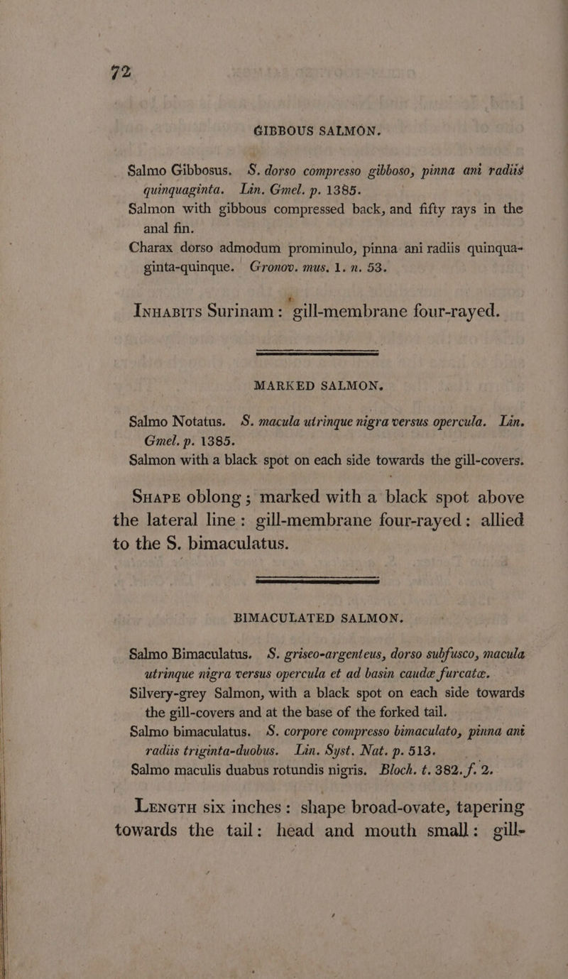 GIBBOUS SALMON. Salmo Gibbosus. 8. dorso compresso gibboso, pinna ani radits quinquaginta. Lan, Gmel. p. 1385. Salmon with gibbous compressed back, and fifty rays in the anal fin. Charax dorso admodum prominulo, pinna ani radiis quinqua- ginta-quinque. Gronov. mus. 1.7. 53. ~ ° as . Iyuasits Surinam: gill-membrane four-rayed. MARKED SALMON. Salmo Notatus. S. macula utrinque nigra wersus opercula. Lin. Gmel. p. 1385. Salmon with a black spot on each side towards the gill-covers. SHAPE Oblong ; marked with a black spot above the lateral line: gill-membrane four-rayed: allied to the S. bimaculatus. IS ee BIMACULATED SALMON. Salmo Bimaculatus. S. griseo-argenteus, dorso subfusco, macula utringue nigra versus opercula et ad basin caude furcate. Silvery-grey Salmon, with a black spot on each side towards the gill-covers and at the base of the forked tail. Salmo bimaculatus. S. corpore compresso bimaculato, pinna ant radis triginta-duobus. Lin. Syst. Nat. p. 513. | Salmo maculis duabus rotundis nigris. Bloch. t. 382. f. 2. Leneru six inches: shape broad-ovate, tapering towards the tail: head and mouth small: gill-