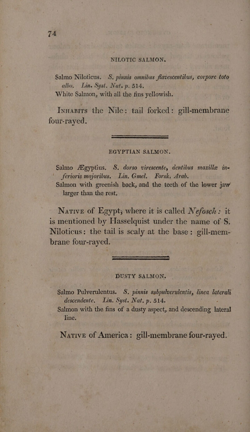 7A NILOTIC SALMON. Salmo Niloticus. S. pinnis omnibus flavescentibus, corpore toto albo, Lan. Syst. Nat. p. 514. White Salmon, with all the fins yellowish. Innazits the Nile: tail forked: gill-membrane four-rayed. EGYPTIAN SALMON. Salmo A&amp;gyptius. §. dorso virescente, dentibus maxille in- ferioris majoribus. Lin. Gmel. Forsk, Arab. Salmon with greenish back, and the teeth of the lower jaw larger than the rest, Native of Egypt; where it is called Nefosch : it is mentioned by Hasselquist under the name of S. Niloticus: the tail is scaly at the base: gill-mem- brane four-rayed. DUSTY SALMON. Salmo Pulverulentus. S. pinnis subpulverulentis, linea laterali descendente. Lin. Syst. Nat. p. 514. Salmon with the fins of a dusty aspect, and descending lateral line. Native of America: gill-membrane four-rayed.