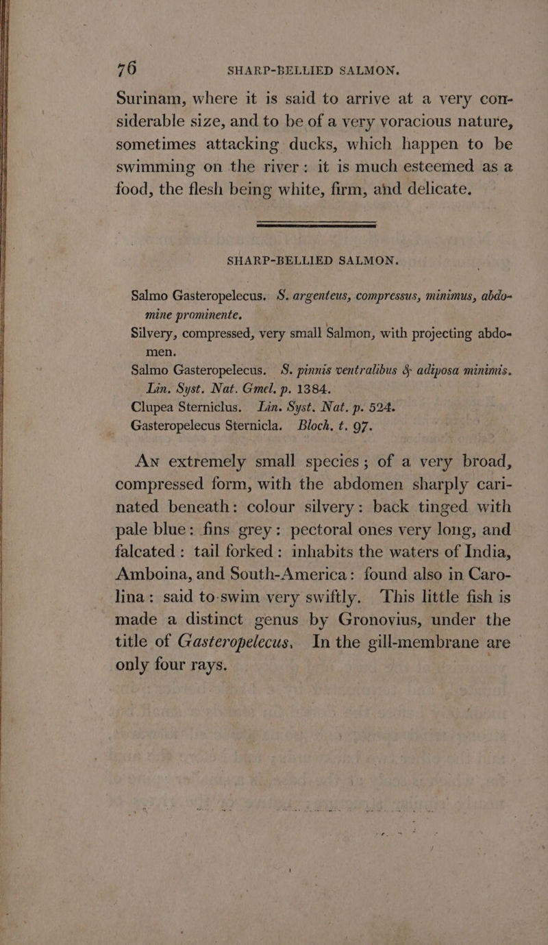 Surinam, where it is said to arrive at a very con- siderable size, and to be of a very voracious nature, sometimes attacking ducks, which happen to be swimming on the river: it is much esteemed as @ food, the flesh bemg white, firm, aind delicate. Seen mae Sr ae en SHARP-BELLIED SALMON. Salmo Gasteropelecus. S. argenteus, compressus, minimus, abdo- mine prominente, Silvery, compressed, very small Salmon, with projecting abdo- men. Salmo Gasteropelecus. 4. pinnis ventralibus &amp; adiposa minimis. Lin. Syst. Nat. Gmel. p. 1384. Clupea Sterniclus. in. Syst. Nat. p. 524. Gasteropelecus Sternicla. Bloch, t. 97. An extremely small species; of a very broad, compressed form, with the abdomen sharply cari- nated beneath: colour silvery: back tinged with pale blue: fins grey: pectoral ones very long, and falcated : tail forked: inhabits the waters of India, Amboina, and South-America: found also in Caro- lina: said to-swim very swiftly. This little fish is made a distinct genus by Gronovius, under the title of Gasteropelecus, In the gill-membrane are only four rays. :