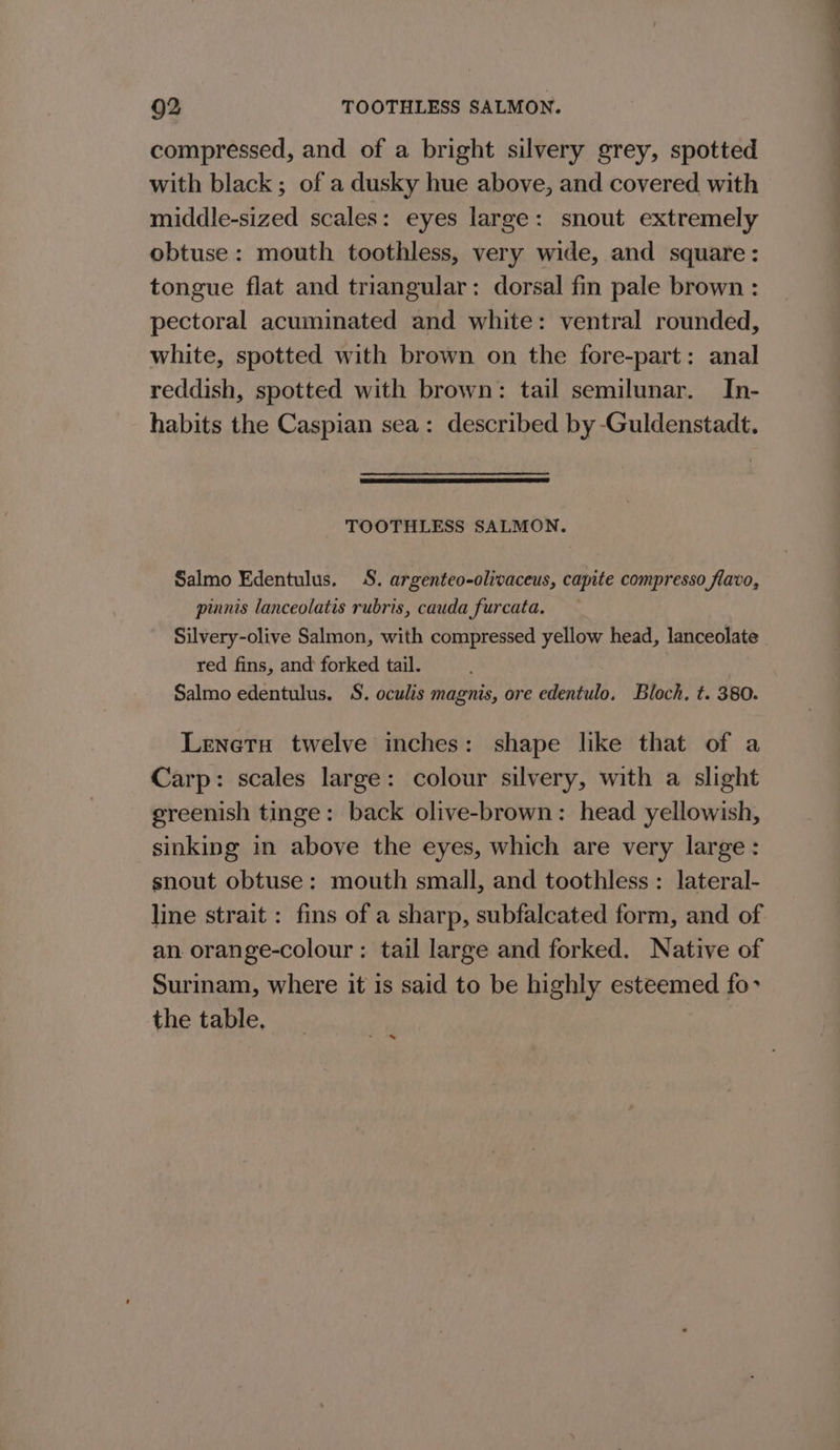 compressed, and of a bright silvery grey, spotted with black; of a dusky hue above, and covered with middle-sized scales: eyes large: snout extremely obtuse: mouth toothless, very wide, and square: tongue flat and triangular: dorsal fin pale brown : pectoral acuminated and white: ventral rounded, white, spotted with brown on the fore-part: anal reddish, spotted with brown: tail semilunar. In- habits the Caspian sea: described by -Guldenstadt. TOOTHLESS SALMON. Salmo Edentulus. 8. argenteo-olivaceus, capite compresso flavo, pinnis lanceolatis rubris, cauda furcata. Silvery-olive Salmon, with compressed yellow head, lanceolate red fins, and forked tail. Salmo edentulus. S. oculis magnis, ore edentulo. Bloch. t. 380. Lenetu twelve inches: shape like that of a Carp: scales large: colour silvery, with a slight greenish tinge: back olive-brown: head yellowish, sinking in above the eyes, which are very large: snout obtuse: mouth small, and toothless: lateral- line strait: fins of a sharp, subfalcated form, and of an orange-colour : tail large and forked. Native of Surinam, where it is said to be highly esteemed fo- the table, . ~