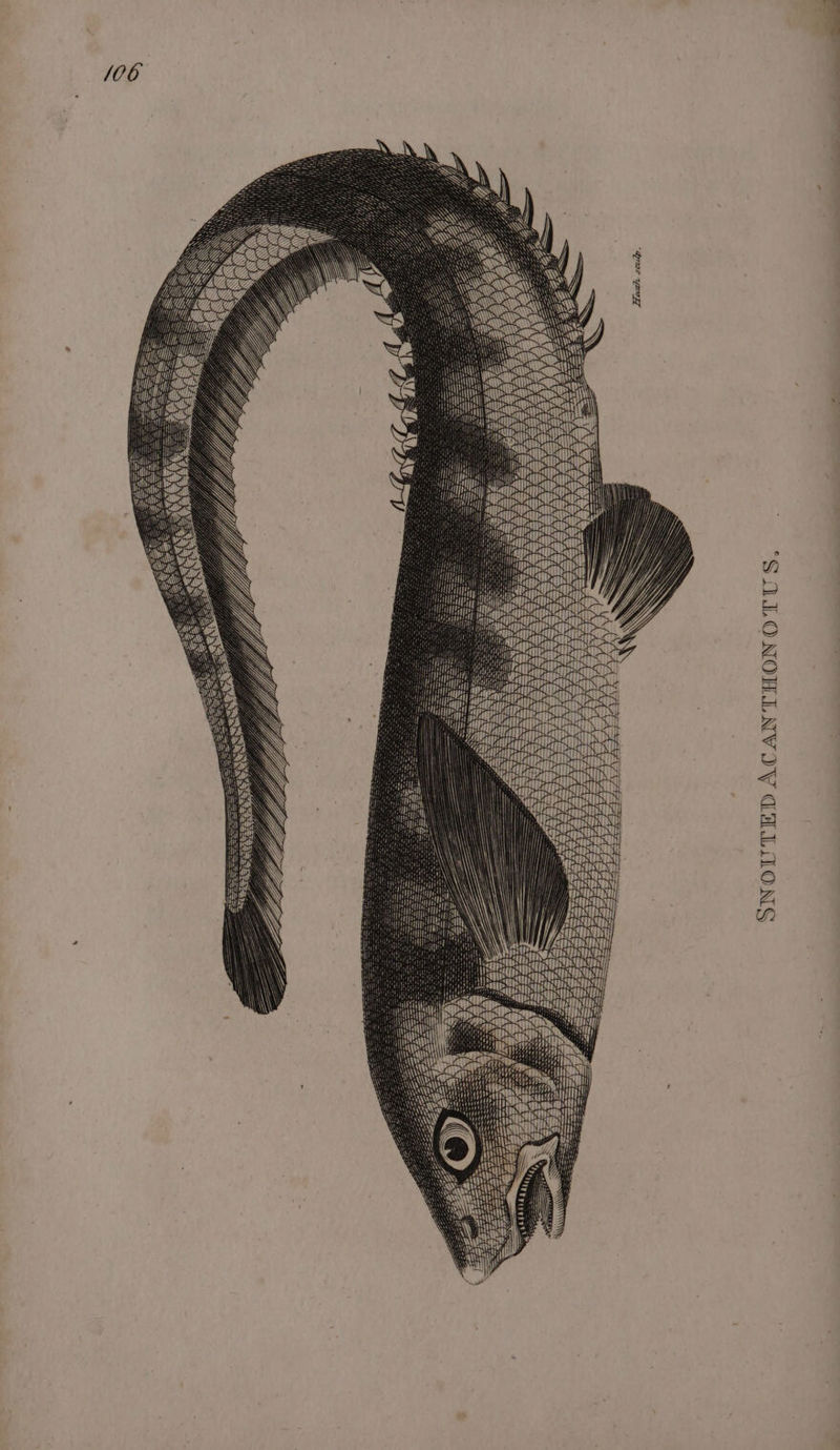 106 \ SN i’ A) \Y g WZ Nui . ah Y th Aa antl cuealtillh CTT &gt; FAAS Sos: ne=Se ts SNOUTED ACANTHONOTUS,