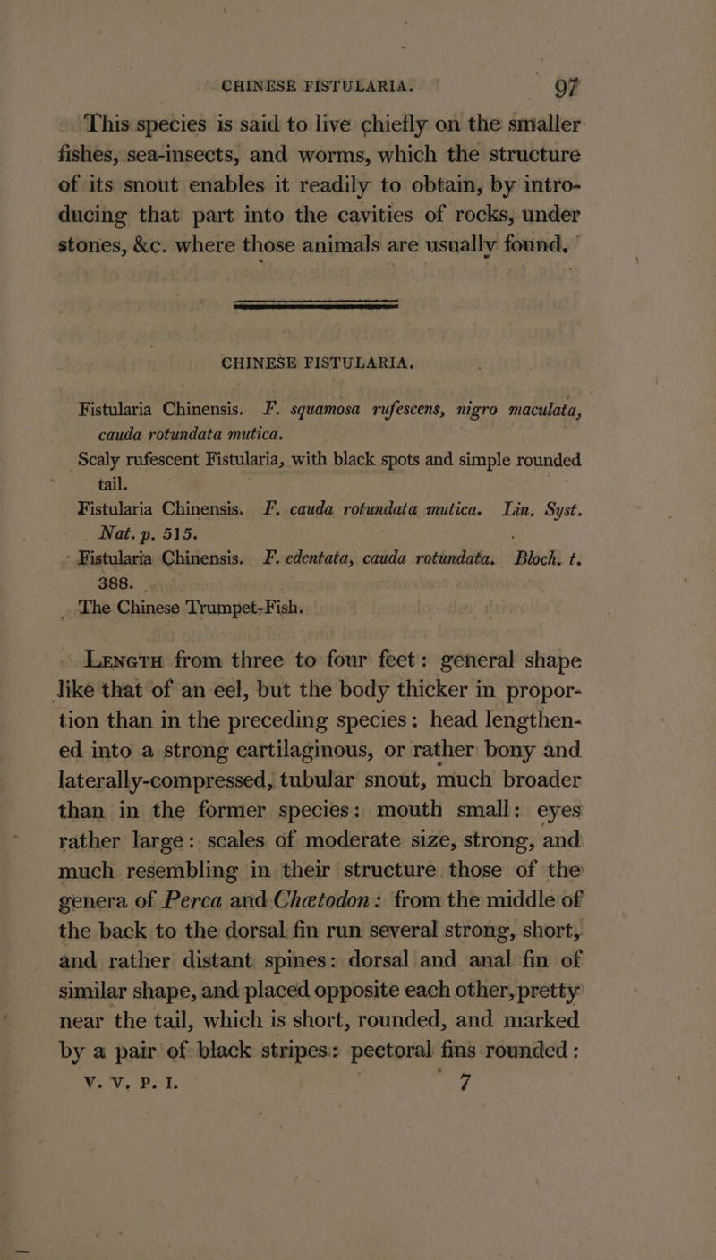 CHINESE FISTULARIA. «OF _. This species is said to live chiefly on the smaller. fishes, sea-insects, and worms, which the structure of its snout enables it readily to obtain, by intro- ducing that part into the cavities of rocks, under stones, &amp;c. where those animals are usually found, CHINESE FISTULARIA. Fistularia Chinensis. F. sguamosa rufescens, nigro maculata, cauda rotundata mutica. Scaly rufescent Fistularia, with black spots and simple rounde tail. Fistularia Chinensis. /. cauda rotundata mutica. Lin. Syst. Nat. p, 515. , ' Fistularia Chinensis. F. edentata, cauda rotundata. Bloch. t. 388. - _. The Chinese Trumpet-Fish. Leneru from three to four feet: general shape dike that of an eel, but the body thicker in propor- tion than in the preceding species: head lengthen- ed into a strong cartilaginous, or rather bony and laterally-compressed, tubular snout, much broader than in the former species: mouth small: eyes rather large:. scales of moderate size, strong, and much resembling in their structure those of the genera of Perca and Chetodon: from the middle of the back to the dorsal fin run several strong, short, and rather distant spmes: dorsal and anal fin of similar shape, and placed opposite each other, pretty near the tail, which is short, rounded, and marked by a pair of black stripes: pectoral fins rounded : My, bo | ‘hog