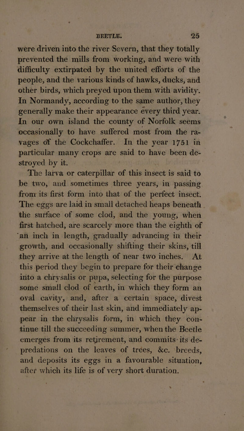 were driven into the river Severn, that they totally prevented the mills from working, and were with difficulty extirpated by the united efforts of the people, and the various kinds of hawks, ducks; and other birds, which preyed upon them with avidity. In Normandy, according to the same author, they generally make their appearance every third year. In our own island the county of Norfolk seems occasionally to have suffered most from the ra- vages of the Cockchaffer. In the year 1751 in particular many crops are said to have been de- stroyed by it. The larva or caterpillar of this insect is said to be two, and sometimes three years, in passing from its first form into that of the perfect insect. The eggs are laid in small detached heaps beneath - the surface of some clod, and the young, when first hatched, are scarcely more than the eighth of ‘an inch in length, gradually advancing in their growth, and occasionally shifting their skins, till they arrive at the length of near two inches. At this period they begin to prepare for their change into a chrysalis or pupa, selecting for the purpose some small clod of earth, in which they form an oval cavity, and, after a certain space, divest themselves of their last skin, and immediately ap- pear in the chrysalis form, in which they con- tinue till the succeeding summer, when the Beetle emerges from its retirement, and commits: its de- predations on the leaves of trées, &amp;c. ‘breeds, and deposits its eggs in a favourable situation, after which its life is of very short duration. x