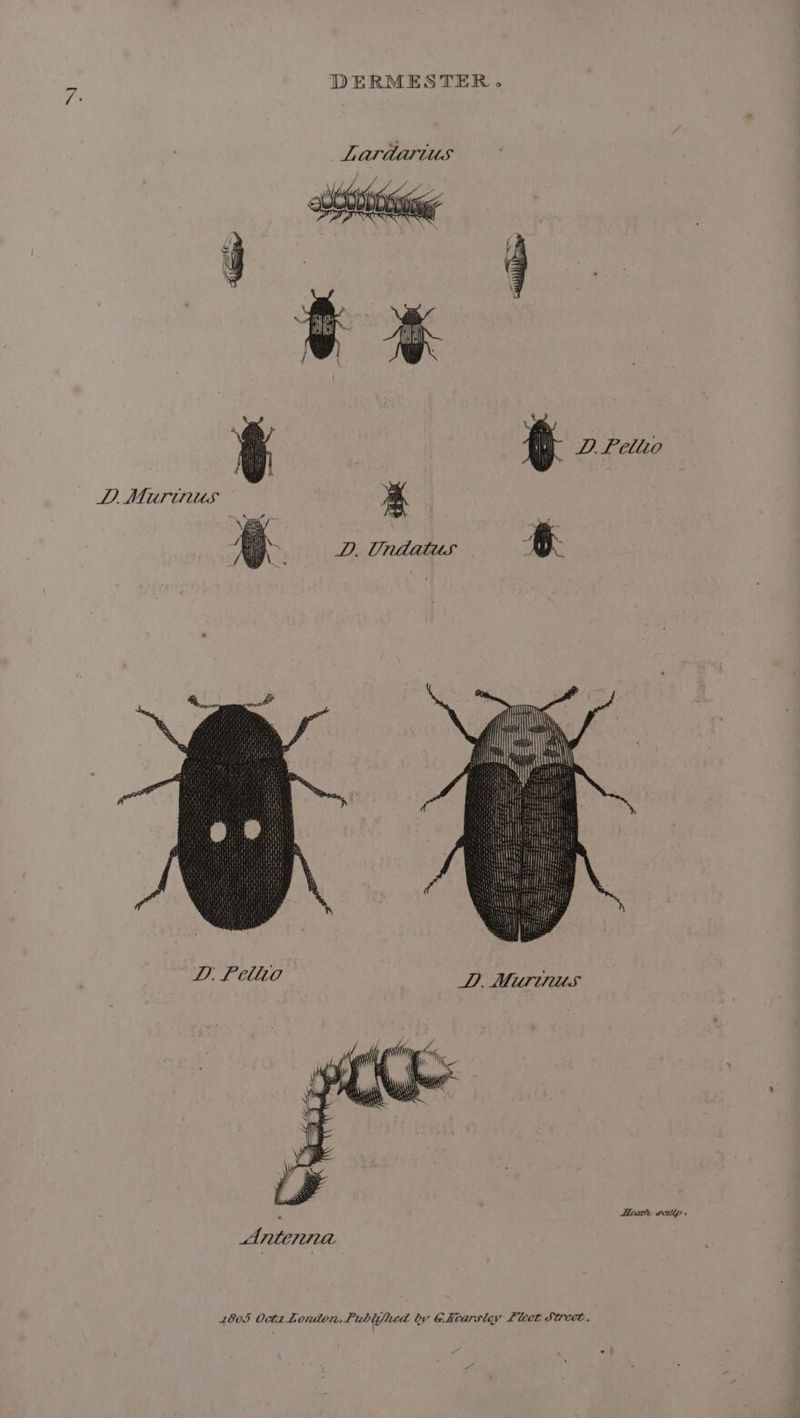 DERMESTER. D Peliio DPD Murinus m il 3 &gt; i rf bat ht \ fi D. Feilto D. Murinus Heathe scilip » 2805 Octz London, Publyhed bv Gittarsley Llcet Street,
