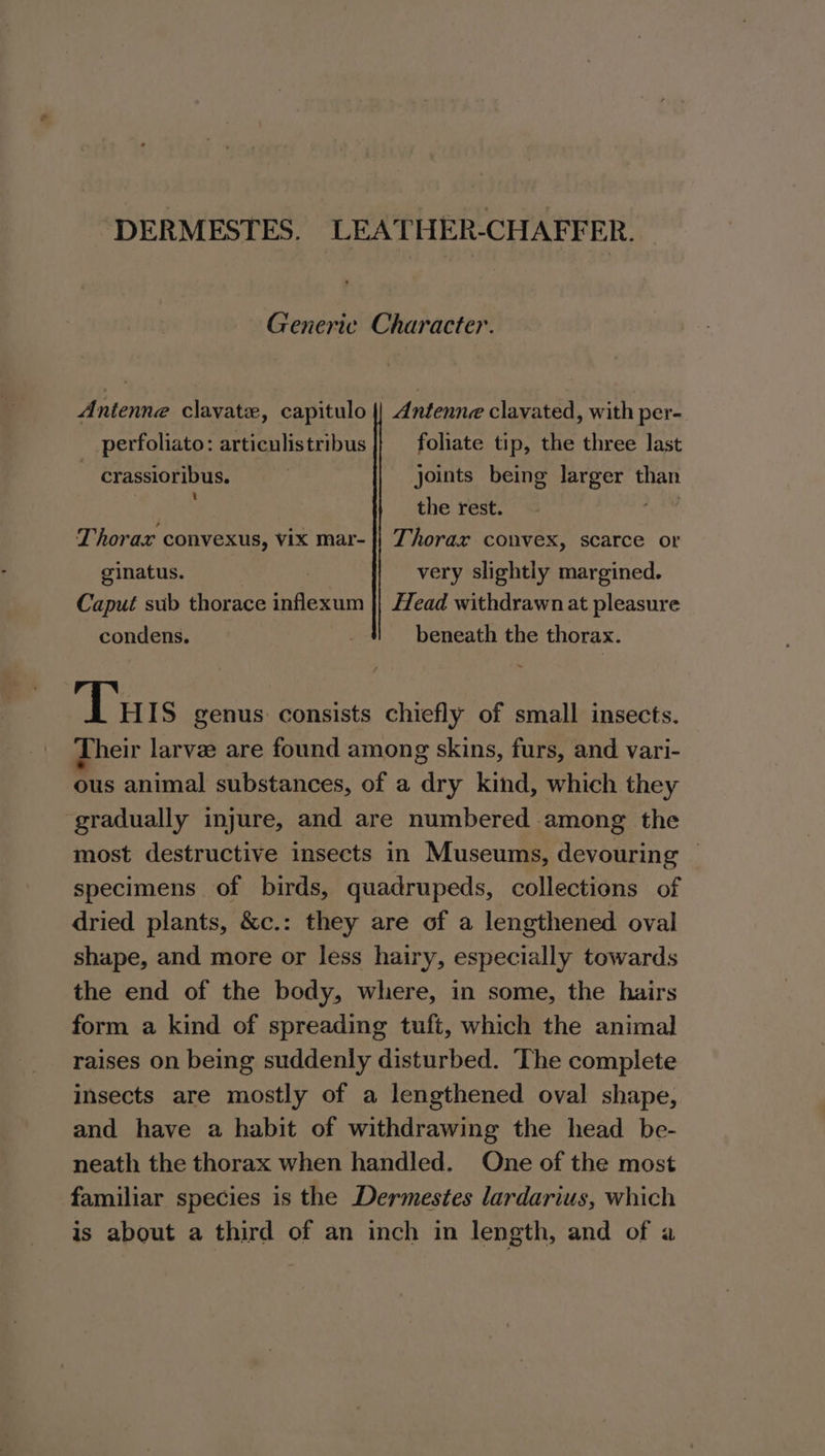DERMESTES. LEATHER-CHAFFER. Generic Character. Antenne clavate, capitulo || Antenne clavated, with per- perfoliato: articulistribus folate tip, the three last ~ crassioribus. | joints being reer U than the rest. Thorax convexus, vix mar- |} Thorax convex, scarce or ginatus. very slightly margined. Caput sub thorace indestin Head withdrawn at pleasure condens. | beneath the thorax. Turs genus consists chiefly of small insects. Dheir larvee are found among skins, furs, and vari- ous animal substances, of a Cee kind, which they gradually injure, and are numbered among the most destructive insects in Museums, devouring | specimens of birds, quadrupeds, collections of dried plants, &amp;c.: they are of a lengthened oval shape, and more or less hairy, especially towards the end of the body, where, in some, the hairs form a kind of spreading tuft, which the animal raises on being suddenly disturbed. The complete insects are mostly of a lengthened oval shape, and have a habit of withdrawing the head be- neath the thorax when handled. One of the most familiar species is the Dermestes lardarius, which is about a third of an inch in length, and of a