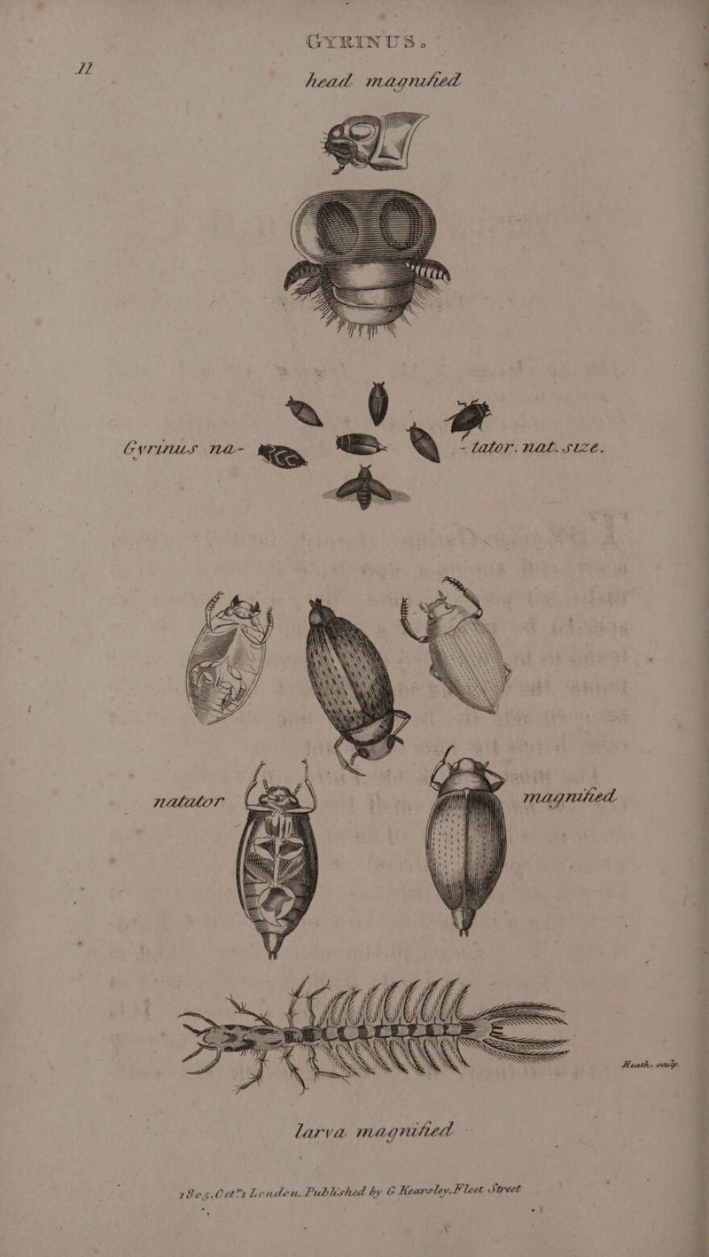 tt larva magnitied