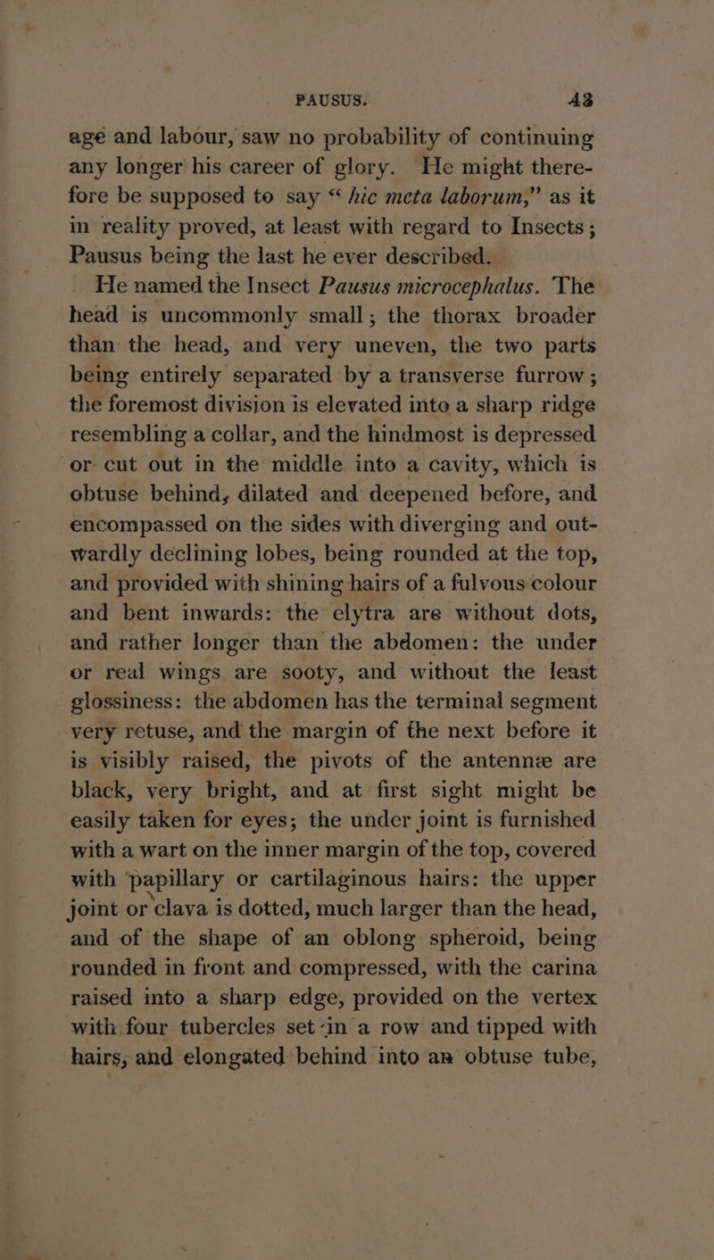 age and labour, saw no probability of continuing any longer his career of glory. He might there- fore be supposed to say “ hic meta laborum,” as it in reality proved, at least with regard to Insects ; Pausus being the last he ever described. He named the Insect Pausus microcephalus. The head is uncommonly small; the thorax broader than the head, and very uneven, the two parts being entirely separated by a transverse furrow ; the foremost division is elevated into a sharp ridge resembling a collar, and the hindmost is depressed or cut out in the middle into a cavity, which is obtuse behind, dilated and deepened before, and encompassed on the sides with diverging and out- wardly declining lobes, being rounded at the top, and provided with shining hairs of a fulvous colour and bent inwards: the elytra are without dots, and rather longer than the abdomen: the under or real wings are sooty, and without the least glossiness: the abdomen has the terminal segment very retuse, and the margin of the next before it is visibly raised, the pivots of the antennze are black, very bright, and at first sight might be easily taken for eyes; the under joint is furnished with a wart on the inner margin of the top, covered with papillary or cartilaginous hairs: the upper joint or “clava is dotted, much larger than the head, and of the shape of an oblong spheroid, being rounded in front and compressed, with the carina raised into a sharp edge, provided on the vertex with four tubercles set-in a row and tipped with hairs, and elongated behind into ar obtuse tube,