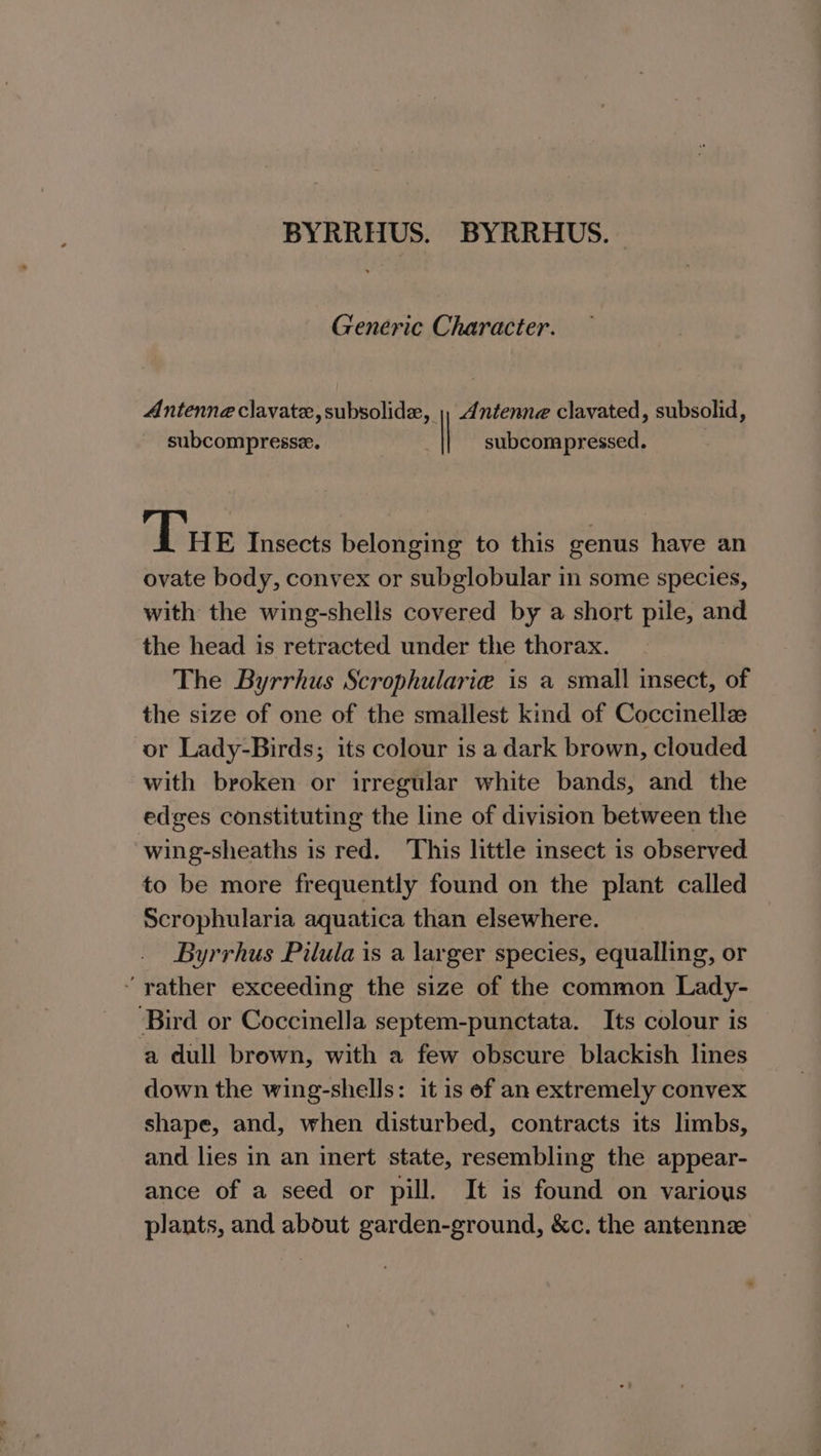 BYRRHUS. BYRRHUS. Generic Character. Antenne clavate, subsolide, |, Antenne clavated, subsolid, subcompresse. ! subcompressed. Ts E Insects belonging to this genus have an ovate body, convex or subglobular in some species, with the wing-shells covered by a short pile, and the head is retracted under the thorax. The Byrrhus Scrophularie is a small insect, of the size of one of the smallest kind of Coccinelle or Lady-Birds; its colour is a dark brown, clouded with broken or irregular white bands, and the edges constituting the line of division between the wing-sheaths is red. This little insect is observed to be more frequently found on the plant called Scrophularia aquatica than elsewhere. Byrrhus Pilula is a larger species, equalling, or “ yather exceeding the size of the common Lady- Bird or Coccinella septem-punctata. Its colour is a dull brown, with a few obscure blackish lines down the wing-shells: it is of an extremely convex shape, and, when disturbed, contracts its limbs, and lies in an inert state, resembling the appear- ance of a seed or pill. It is found on various plants, and about garden-ground, &amp;c. the antennze