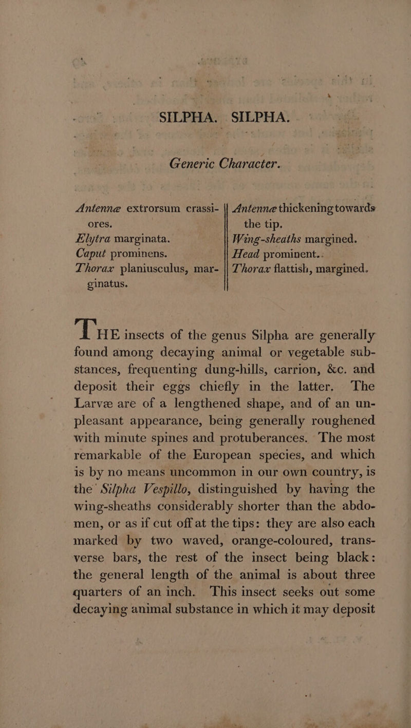 SILPHA, SILPHA. Ginette Character. Antenne extrorsum crassi- || Antenne thickening towards ores. the tip. jlytra marginata. || Wing-sheaths margined. Caput prominens. Head prominent.. Thorax planiusculus, mar- || Thorax flattish, margined. ginatus. Tu E insects of the genus Silpha are generally found among decaying animal or vegetable sub- stances, frequenting dung-hills, carrion, &amp;c. and deposit their eggs chiefly in the latter. The Larve are of a lengthened shape, and of an un- pleasant appearance, being generally roughened with minute spines and protuberances. The most remarkable of the European species, and which is by no means uncommon in our own country, is the’ Silpha Vespillo, distinguished by having the wing-sheaths considerably shorter than the abdo- men, or as if cut off at the tips: they are also each marked by two waved, orange-coloured, trans- verse bars, the rest of the insect being black: the general length of the animal is about three quarters of an inch. This insect seeks out some decaying animal substance in which it may deposit