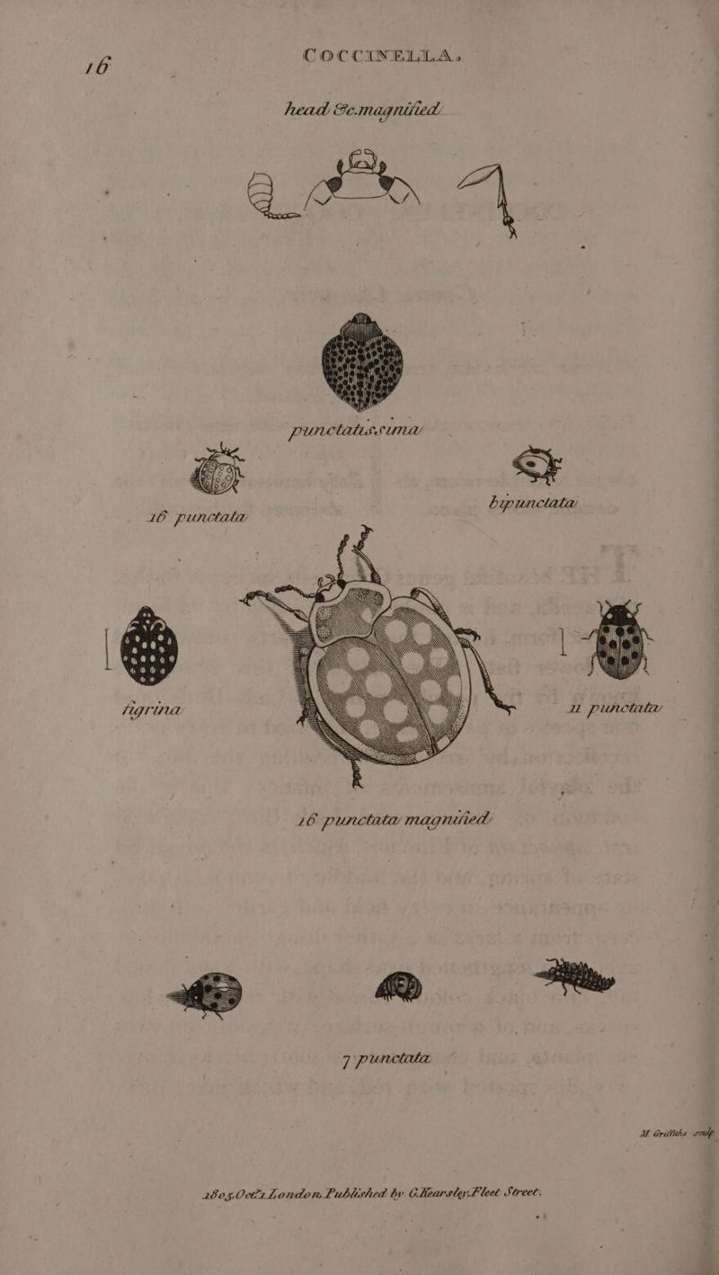 16 COCCINELLA. 16 punctata magniied 7 punctata 2805,0cti1London Published by Chearsley Fleet Street. MW. Griftiths oulp