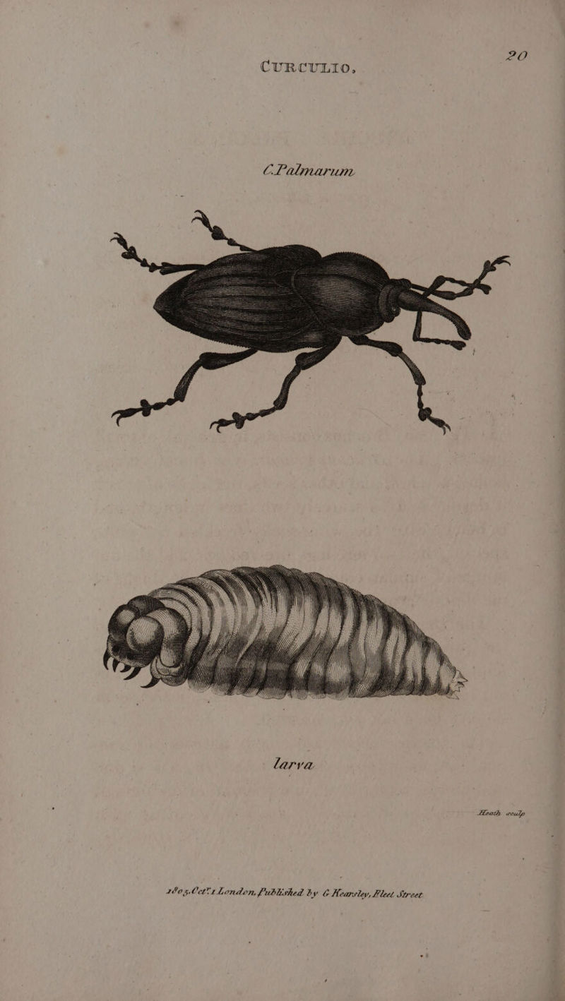 CURCULIO, 2805,0ct 1 London, Published b ry C Kearsley, Fleet Street 2O