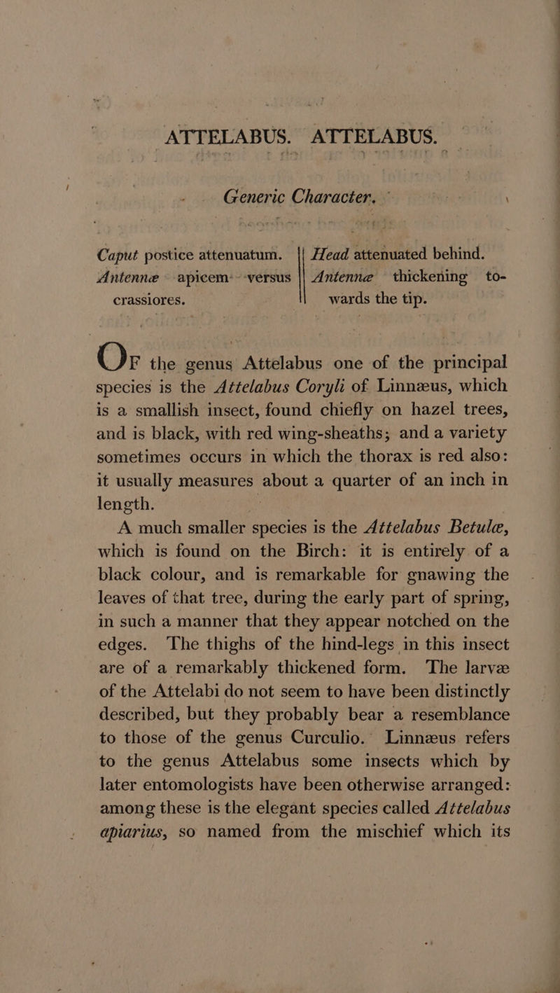 -ATTELABUS. ATTELABUS. _ Generic Character, © : H ead attenuated behind. Antenne thickening to- wards the tip. Caput postice attenuatum. Antenne — apicem:~-versus crassiores. Or the genus Attelabus one of the principal species is the Attelabus Coryli of Linneeus, which is a smallish insect, found chiefly on hazel trees, and is black, with red wing-sheaths; and a variety sometimes occurs in which the thorax is red also: it usually measures about a quarter of an inch in length. ; A much smaller species is the Attelabus Betule, which is found on the Birch: it is entirely of a black colour, and is remarkable for gnawing the leaves of that tree, during the early part of spring, in such a manner that they appear notched on the edges. The thighs of the hind-legs in this insect are of a remarkably thickened form. The larvz of the Attelabi do not seem to have been distinctly described, but they probably bear a resemblance to those of the genus Curculio. Linnzus refers to the genus Attelabus some insects which by later entomologists have been otherwise arranged: among these is the elegant species called Attelabus apiarius, so named from the mischief which its