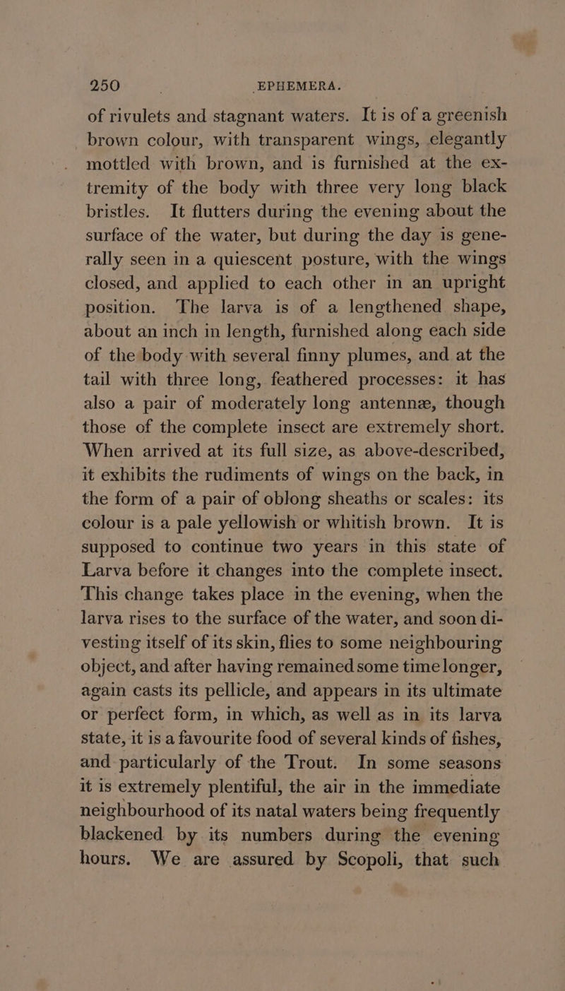 of rivulets and stagnant waters. It is of a greenish brown colour, with transparent wings, elegantly mottled with brown, and is furnished at the ex- tremity of the body with three very long black bristles. It flutters during the evening about the surface of the water, but during the day is gene- rally seen in a quiescent posture, with the wings closed, and applied to each other in an upright position. The larva is of a lengthened shape, about an inch in length, furnished along each side of the body with several finny plumes, and at the tail with three long, feathered processes: it has also a pair of moderately long antenne, though those of the complete insect are extremely short. When arrived at its full size, as above-described, it exhibits the rudiments of wings on the back, in the form of a pair of oblong sheaths or scales: its colour is a pale yellowish or whitish brown. It is supposed to continue two years in this state of Larva before it changes into the complete insect. This change takes place in the evening, when the larva rises to the surface of the water, and soon di- vesting itself of its skin, flies to some neighbouring object, and after having remained some time longer, again casts its pellicle, and appears in its ultimate or perfect form, in which, as well as in its larva state, it is a favourite food of several kinds of fishes, and particularly of the Trout. In some seasons it is extremely plentiful, the air in the immediate neighbourhood of its natal waters being frequently blackened by its numbers during the evening hours. We are assured by Scopoli, that such