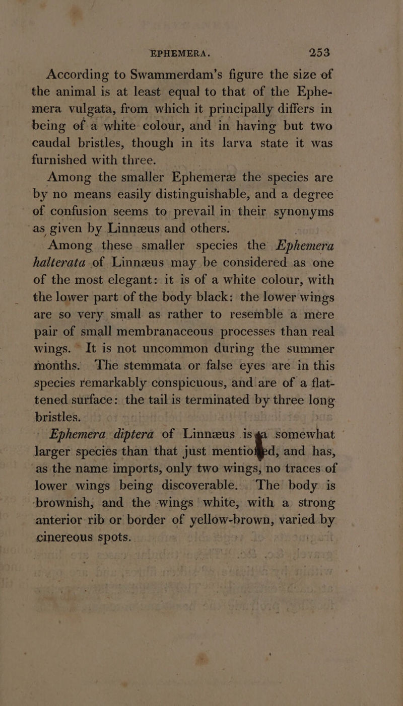 According to Swammerdam’s figure the size ef the animal is at least equal to that of the Ephe- mera vulgata, from which it principally differs in being of a white colour, and in having but two caudal bristles, though in its larva state it was furnished with three. : Among the smaller Ephemerz the species are by no means easily distinguishable, and a degree of confusion seems to prevail in their synonyms as given by. Linnzus and others. ‘Among these smaller species the Ephemera halterata of Linneeus may be considered as one of the most elegant: it is of a white colour, with the lower part of the body black: the lower wings are so very small as rather to resemble a mere pair of small membranaceous processes than real wings. It is not uncommon during the summer months. The stemmata or false eyes are in this species remarkably conspicuous, and are of a flat- tened surface: the tail is terminated by three long bristles. | | - Ephemera diptera of Linneus is pifeesilant Jarger species than that just mentiof#ed, and has, as the name imports, only two wings, no traces of lower wings being discoverable. The body is ‘brownish, and the -wings white, with a strong anterior rib or border of yellow-brown, varied by cinereous spots. |
