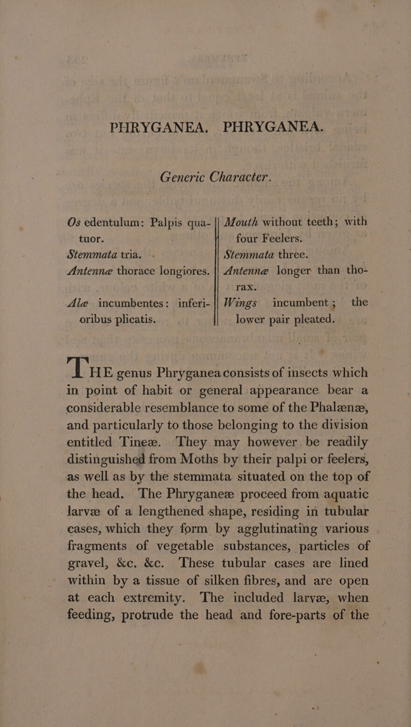 PHRYGANEA, PHRYGANEA. Generic Character. Os edentulum: Palpis qua- {| Mouth without teeth; with tuor. four Feelers. © | Stemmata tria. . Stemmata three. Antenne thorace longiores. || Antenne longer than tho- rax. | Ale incumbentes: inferi- || Wings incumbent; the oribus plicatis. lower pair pleated. Tue genus Phryganea consists of insects which in point of habit or general appearance bear a considerable resemblance to some of the Phalzenz, and particularly to those belonging to the division entitled Tine. They may however be readily distinguished from Moths by their palpi or feelers, as well as by the stemmata situated on the top of the head. The Phryganez proceed from aquatic | larvz of a lengthened shape, residing in tubular cases, which they form by agglutinating various fragments of vegetable substances, particles of gravel, &amp;c. &amp;c. These tubular cases are lined within by a tissue of silken fibres, and are open at each extremity. The included larvae, when feeding, protrude the head and fore-parts of the