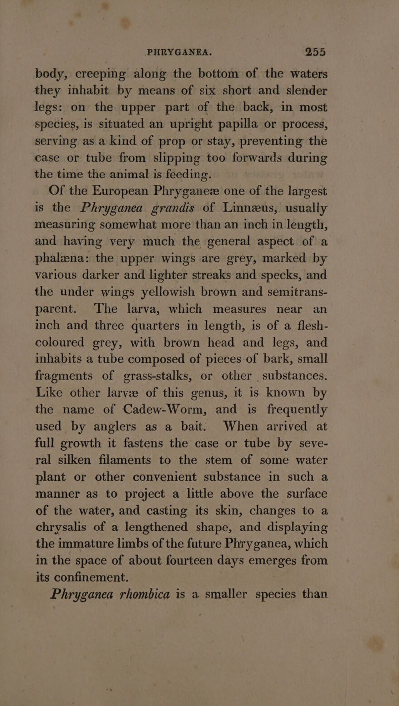 body, creeping along the bottom of the waters they inhabit by means of six short and slender legs: on the upper part of the back, in most species, is situated an upright papilla or process, serving as a kind of prop or stay, preventing the case or tube from slipping too forwards during the time the animal is feeding. | Of the European Phryganez one of the largest is the Phryganea grandis of Linneus,. usually measuring somewhat more than an inch in length, and having very much the general aspect of a phalzena: the upper wings are grey, marked by various darker and lighter streaks and specks, and the under wings yellowish brown and semitrans- parent. The larva, which measures near an inch and three quarters in length, is of a flesh- coloured grey, with brown head and legs, and inhabits a tube composed of pieces of bark, small fragments of grass-stalks, or other substances. Like other larvze of this genus, it is known by the name of Cadew-Worm, and is frequently used by anglers as a bait: When arrived at full growth it fastens the case or tube by seve- ral silken filaments to the stem of some water plant or other convenient substance in such a manner as to project a little above the surface of the water, and casting its skin, changes to a chrysalis of a lengthened shape, and displaying the immature limbs of the future Phryganea, which in the space of about fourteen days emerges from its confinement. | Phryganea rhombica is a smaller species than