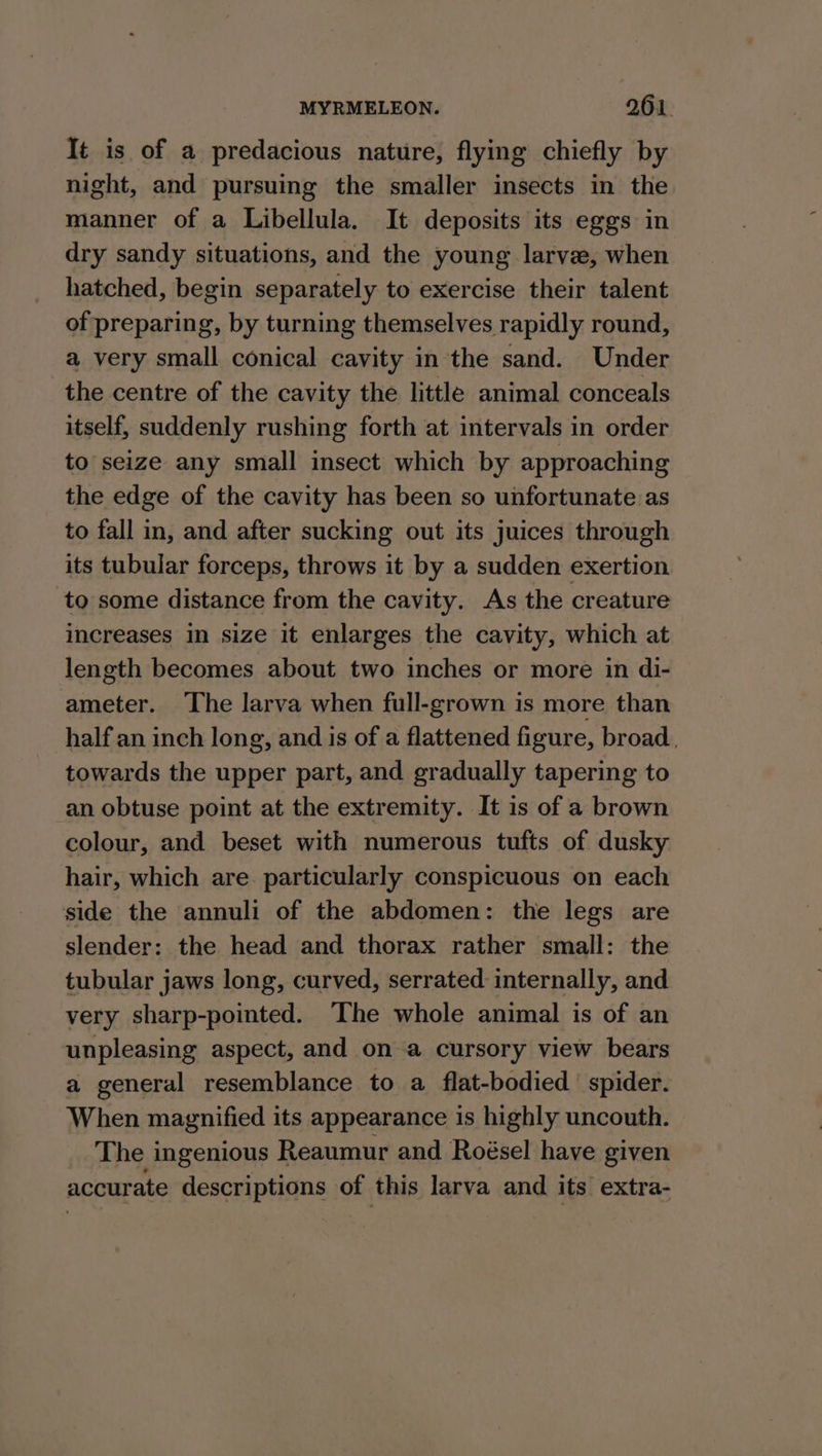 It is of a predacious nature, flying chiefly by night, and pursuing the smaller insects in the manner of a Libellula. It deposits its eggs in dry sandy situations, and the young larvae, when hatched, begin separately to exercise their talent of preparing, by turning themselves rapidly round, a very small conical cavity in the sand. Under the centre of the cavity the little animal conceals itself, suddenly rushing forth at intervals in order to seize any small insect which by approaching the edge of the cavity has been so unfortunate as to fall in, and after sucking out its juices through its tubular forceps, throws it by a sudden exertion to some distance from the cavity. As the creature increases in size it enlarges the cavity, which at length becomes about two inches or more in di- ameter. The larva when full-grown is more than half an inch long, and is of a flattened figure, broad, towards the upper part, and gradually tapering to an obtuse point at the extremity. It is of a brown colour, and beset with numerous tufts of dusky hair, which are. particularly conspicuous on each side the annuli of the abdomen: the legs are slender: the head and thorax rather small: the tubular jaws long, curved, serrated internally, and very sharp-pointed. The whole animal is of an unpleasing aspect, and on a cursory view bears a general resemblance to a flat-bodied spider. When magnified its appearance is highly uncouth. The ingenious Reaumur and Roésel have given accurate descriptions of this larva and its extra-