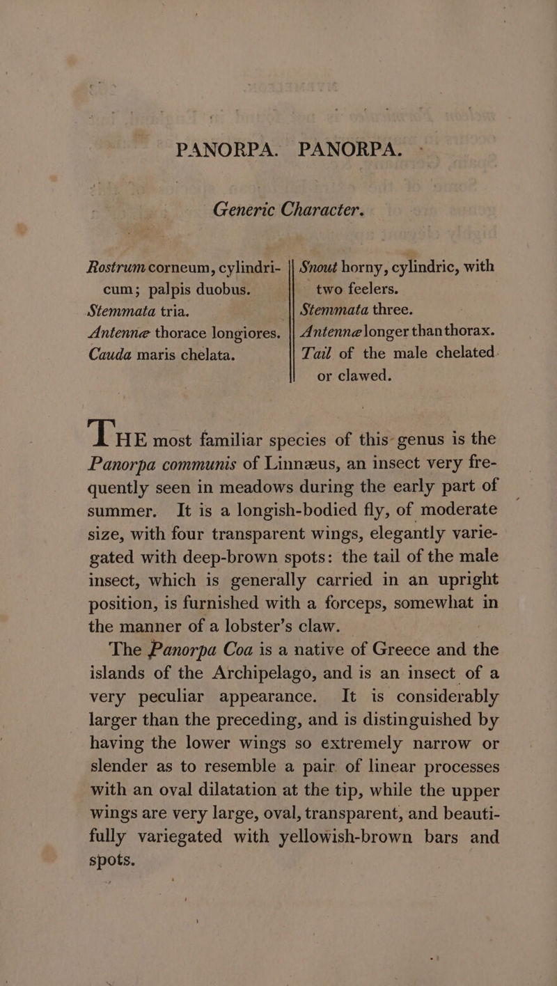 PANORPA. PANORPA. Generic Character. Rostrum corneum, cylindri- || Snout horny, cylindric, with cum; palpis duobus. _||_ two feelers. Stemmaita tria. 3 Stemmata three. Antenne thorace longiores. |} Antenne longer thanthorax. Cauda maris chelata. Tail of the male chelated. or clawed. Tue most familiar species of this genus is the Panorpa communis of Linnzus, an insect very fre- quently seen in meadows during the early part of summer. It is a longish-bodied fly, of moderate size, with four transparent wings, elegantly varie- gated with deep-brown spots: the tail of the male insect, which is generally carried in an upright position, is furnished with a forceps, somewhat in the manner of a lobster’s claw. | The Panorpa Coa is a native of Greece and the islands of the Archipelago, and is an insect of a very peculiar appearance. It is considerably larger than the preceding, and is distinguished by having the lower wings so extremely narrow or slender as to resemble a pair of linear processes with an oval dilatation at the tip, while the upper wings are very large, oval, transparent, and beauti- fully variegated with yellowish-brown bars and spots.