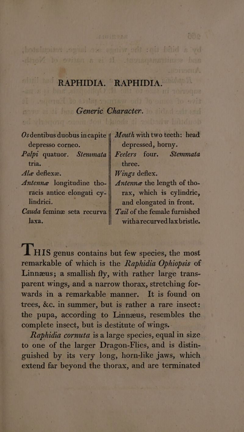 -RAPHIDIA. RAPHIDIA. Generic Character. Mouth with two teeth: head depressed, horny. Feelers four. Stemmata three. Wings deflex. Os dentibus duobus incapite depresso corneo. _ ? Paipt quatuor. Stemmata tria. Ale Hed ante: Antenne \ongitudine tho- _-racis antice elongati cy- lindrici. 7 Cauda femine seta recurva laxa. Antenne the length of tho- rax, which is cylindric, and elongated in front. Tail of the female furnished witharecurved lax bristle. Tu S genus contains but few species, the most remarkable of which is the Raphidia Ophiopsis of Linneus; a smallish fly, with rather large trans- parent wings, and a narrow thorax, stretching for- wards in a remarkable manner. It is found on trees, &amp;c. in summer, but is rather a rare insect: the pupa, according to Linnzus, resembles the complete insect, but is destitute of wings. Raphidia cornuta is a large species, equal in size to one of the larger Dragon-Flies, and is distin- guished by its very long, horn-like jaws, which extend far beyond the thorax, and are terminated