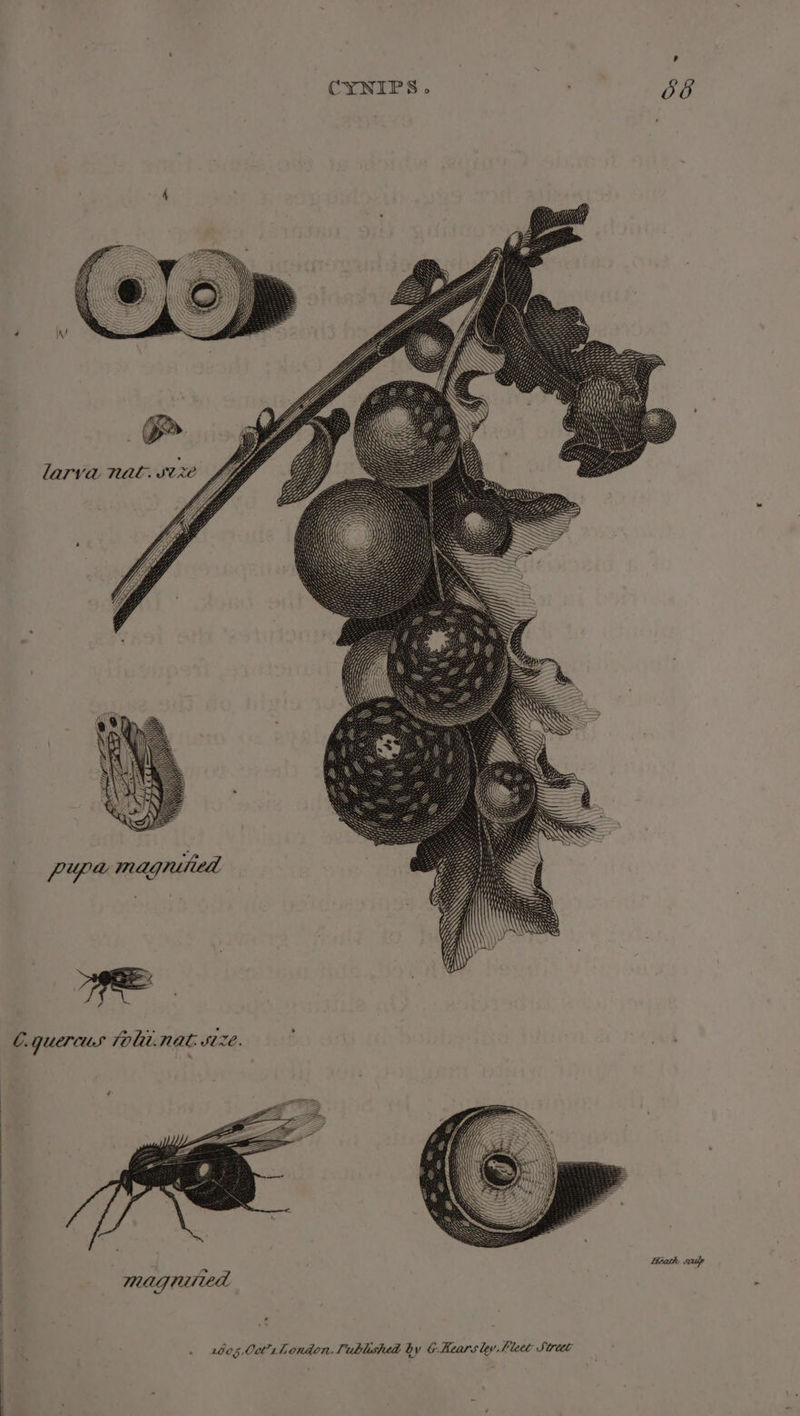 larva Nal. SUR we NAL. SL oe OC. Quercus Tout. ‘ SS magniried lev Fleet Street v by G-Hears Oct? rhondon, Published LOOS§