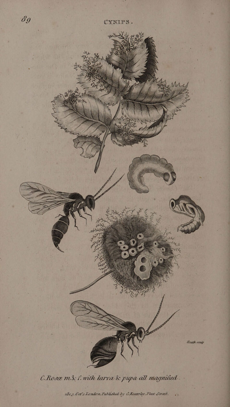 \} Ws LP INN\\ Ziij))) Wy) y / ) i} y} Wi) i) Wh // fig Ni} \\ SS H Y NW A YS i Wi) CRose mf with larva &amp; pupa all magniied . - 805, 0ct'1 London, Published by GKearsley, Flec Street.