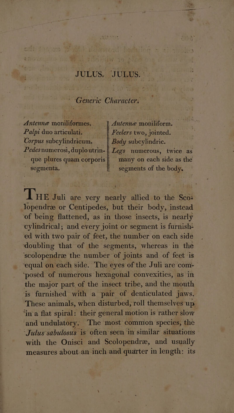 es _ JOLUS. “JULUS. * ee Generic Character. — Antenne moniliformes. Antenne moviliform. Palpi duo articulati. || Feelers two, jointed. Corpus subcylindricum. || Body subcylindric. Pedesnumerosi, duploutrin- || Legs numerous, twice as que plures quam corporis |} many on each side as the segmenta, — &gt; segments of the body. Tue Juli are very nearly allied to the Sco: lopendrz or Centipedes, but their body, instead ‘of being flattened, as in those insects, is nearly cylindrical; and every joint or segment is furnish- ed with two pair of feet, the number on each side doubling that of the segments, whereas in the ‘scolopendree the number of joints and of feet -is ‘equal on each side. The eyes of the Juli are com: ‘posed of numerous hexagonal convexities, as in the major part of the insect tribe, and the mouth is furnished with a pair of denticulated jaws. These animals, when disturbed, roll themselves up ‘in a flat spiral: their general motion is rather slow ‘and undulatory. ‘The most common species, the ‘Julus sabulosus is often seen ‘in similar situations with the Onisci and Scolopendre, and usually measures about-an inch and quarter in length: its