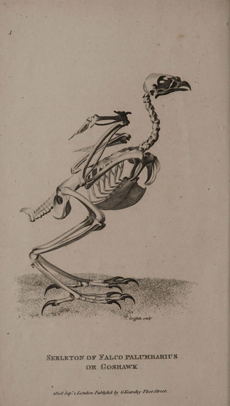 a SKELETON OF FALCO PALUMBARIUS OR GOSHAWK ‘ 2808 Sqp!z London Lubliyhd by Givarsley Fleet Steet: .