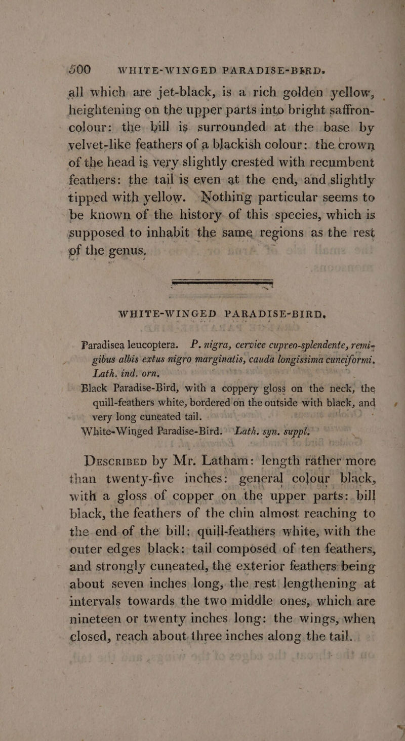 fd all which are jet-black, is a rich golden’ yellow, heightening on the upper parts into bright saffron- colour: the hill is surrounded at the base by velvet-like feathers of a blackish colour:. the crown of the head ig very slightly crested with recumbent feathers: the tail is even at the end, and slightly tipped with yellow. Nothing particular seems to be known of the history. of this species, which is supposed to inhabit the same regions as the rest of the genus, sy FR ee WHITE-WINGED PARADISE-BIRD, Paradisea leucoptera. P. nigra, cervice cupreo- -splendente, remi« gibus albis extus nigro manenis, cauda longissima cuneiform, Lath, ind. orn, Black Paradise-Bird, with a coppery gloss on the scene the quill-feathers white, bordered on the outside with black, and very long cuneated tail. White-Winged Paradise-Bird. stir syn. suppl. , Descrisep by Mr. Latham: length rather more than twenty-five inches: general colour black, with a gloss of copper on the upper parts:. bill black, the feathers of the chin almost reaching to the end of the bill; quill-feathers white, with the outer edges black: tail composéd of ten feathers, and strongly cuneated, the exterior feathers being about seven inches long, the rest lengthening at intervals towards the two middle ones, which are nineteen or twenty inches long: the wings, when closed, reach about, three inches along the tail.