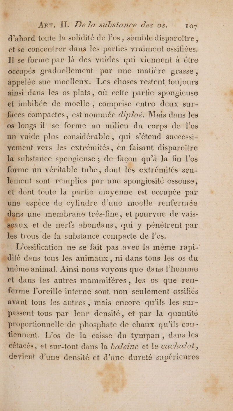 d'abord toute la solidité de l’os, semble disparoître, et se concentrer dans les parties vraiment ossifices. Il se formé par là des vuides qui viennent à être occupés graduellement par une matière grasse, appelée sue moelleux. Les choses restent toujours ainsi dans les os plats, où cette partie spongieuse et imbibée de moelle , comprise entre deux sur- “faces compactes, est nommée diploëé, Mais dans les os longs il se forme au milieu du corps de l'os un vuide plus considérable, qui s'étend successi- vement vers les extrémités, en faisant disparoitre la substance spongieuse ; de façon qu’à la fin l'os forme un véritable tube, dont les extrémités sen- lement sont remplies par une spongiosité osseuse, et dont toute la partie moyenne est occupée par une espèce de cylindre d’une moelle renfermée dans une membrane trés-fine, et pourvue de vais- eaux et de nerfs abondans, qui y pénètrent par les trous de la substance compacte de los. mdité dans tous les animaux, ni dans tous les os du même animal. Ainsi nous voyons que dans l’homme et dans les autres mammifères, les os que ren- ferme l’oreille interne sont non seulement ossifiés avant tous les autres, mais encore qu’ils les sur- _ passent tous par leur densité, et par la quantité proportionnelle de phosphate de chaux qu’ils con- tiennent. T/os de la caisse du tympan , dans les cétacés, et sur-tout dans la baleine et le cachalot, dovieit d’une densité et d’une dureté supérieures \ € dé